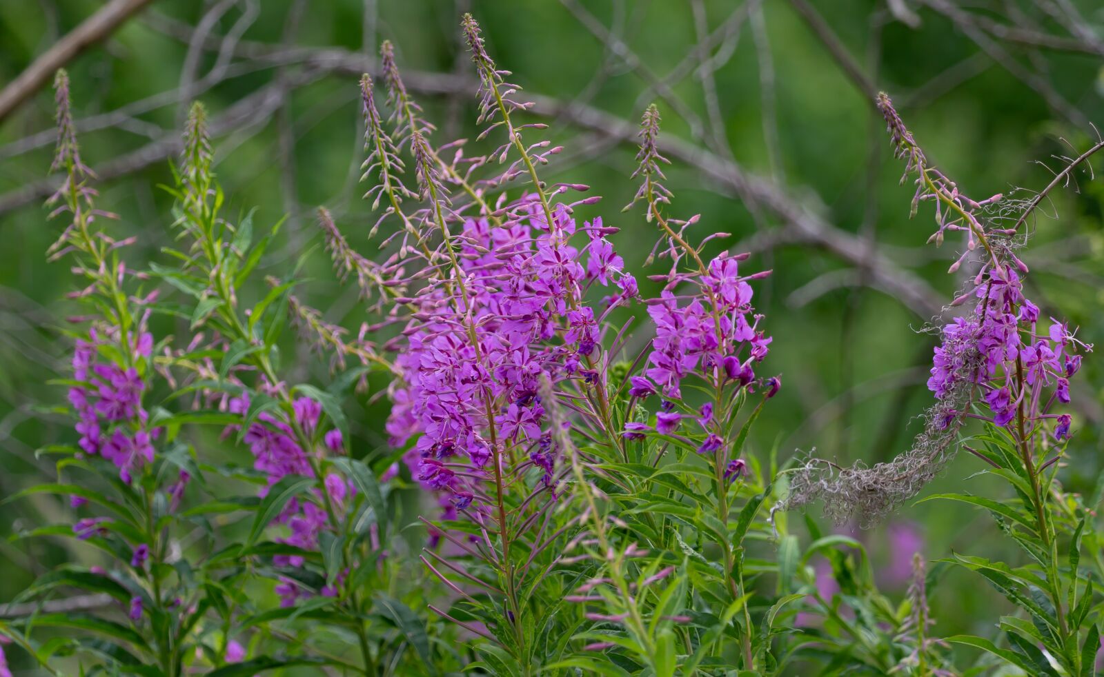 Canon EOS 5D Mark III sample photo. Fireweed, rosebay willow herb photography