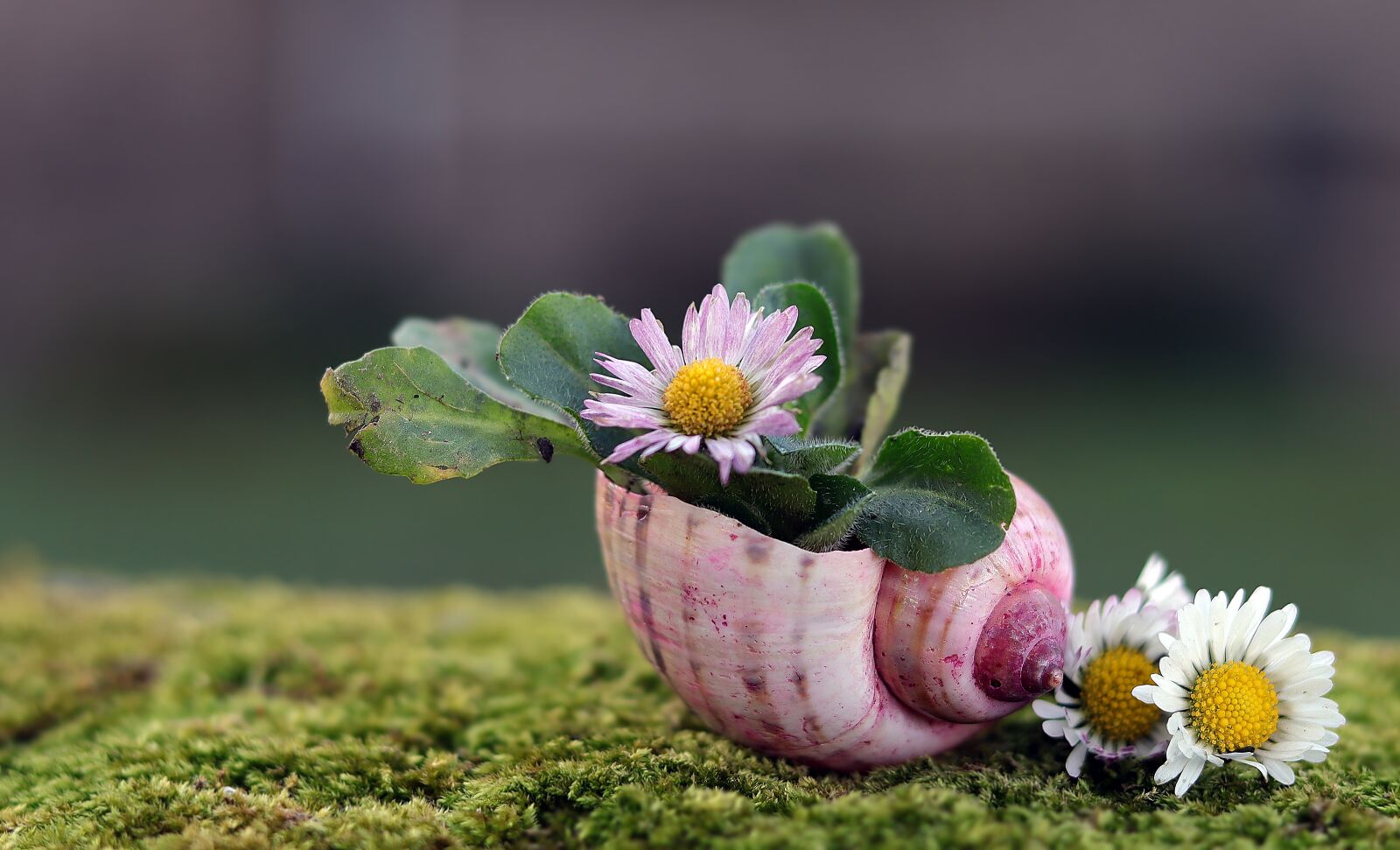 Canon EOS M50 (EOS Kiss M) sample photo. Daisy, shell, nature photography