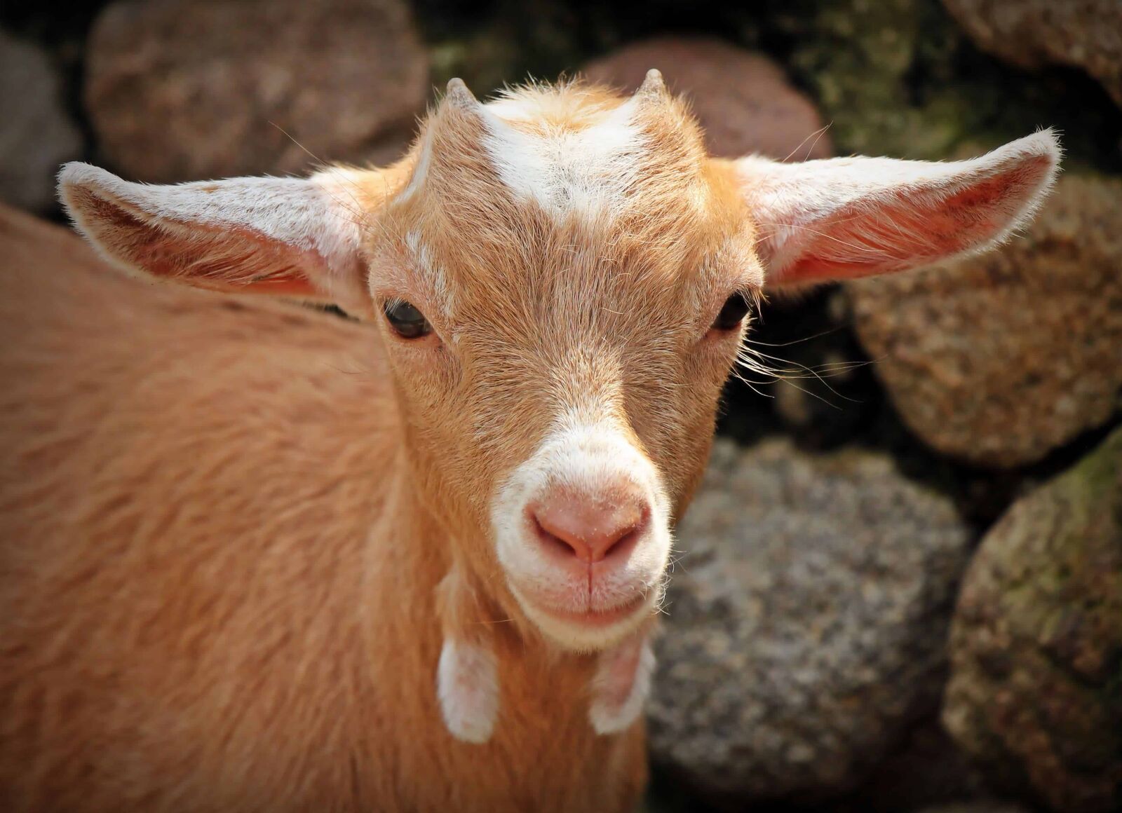 Canon EOS 550D (EOS Rebel T2i / EOS Kiss X4) sample photo. Sheep, head, brown, cute photography