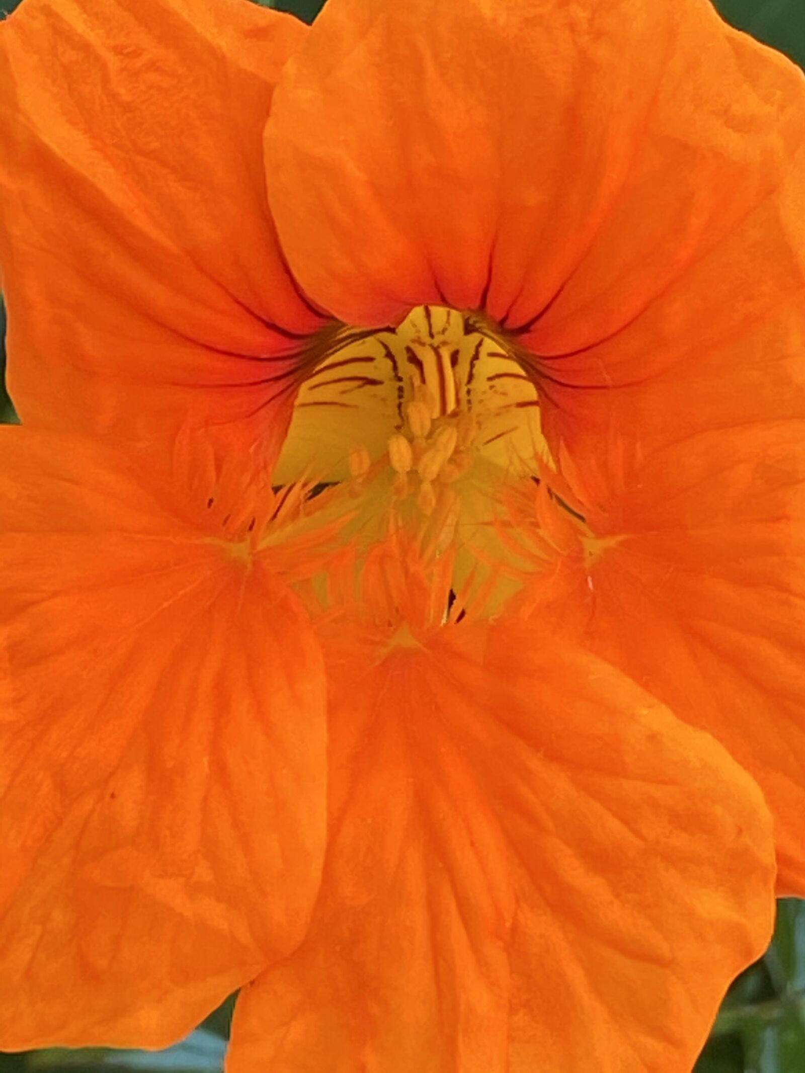 Apple iPhone 11 sample photo. Flower, orange, blossom photography