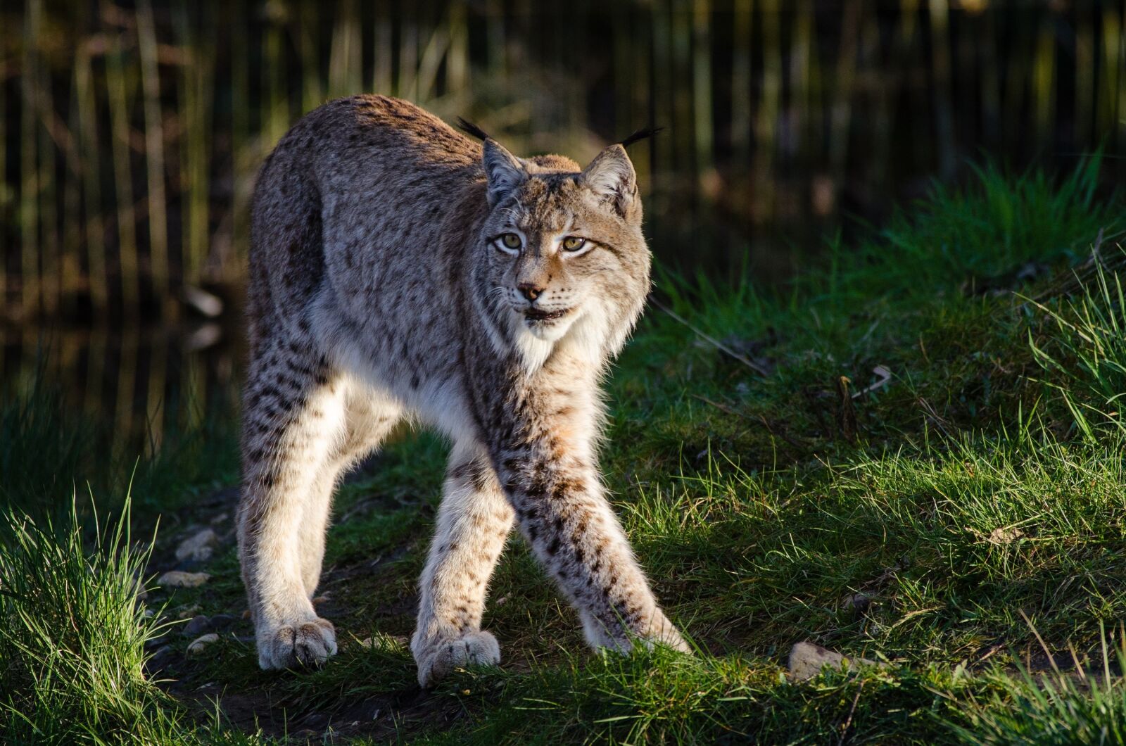 Nikon D7000 sample photo. Bobcat, wildlife, predator photography