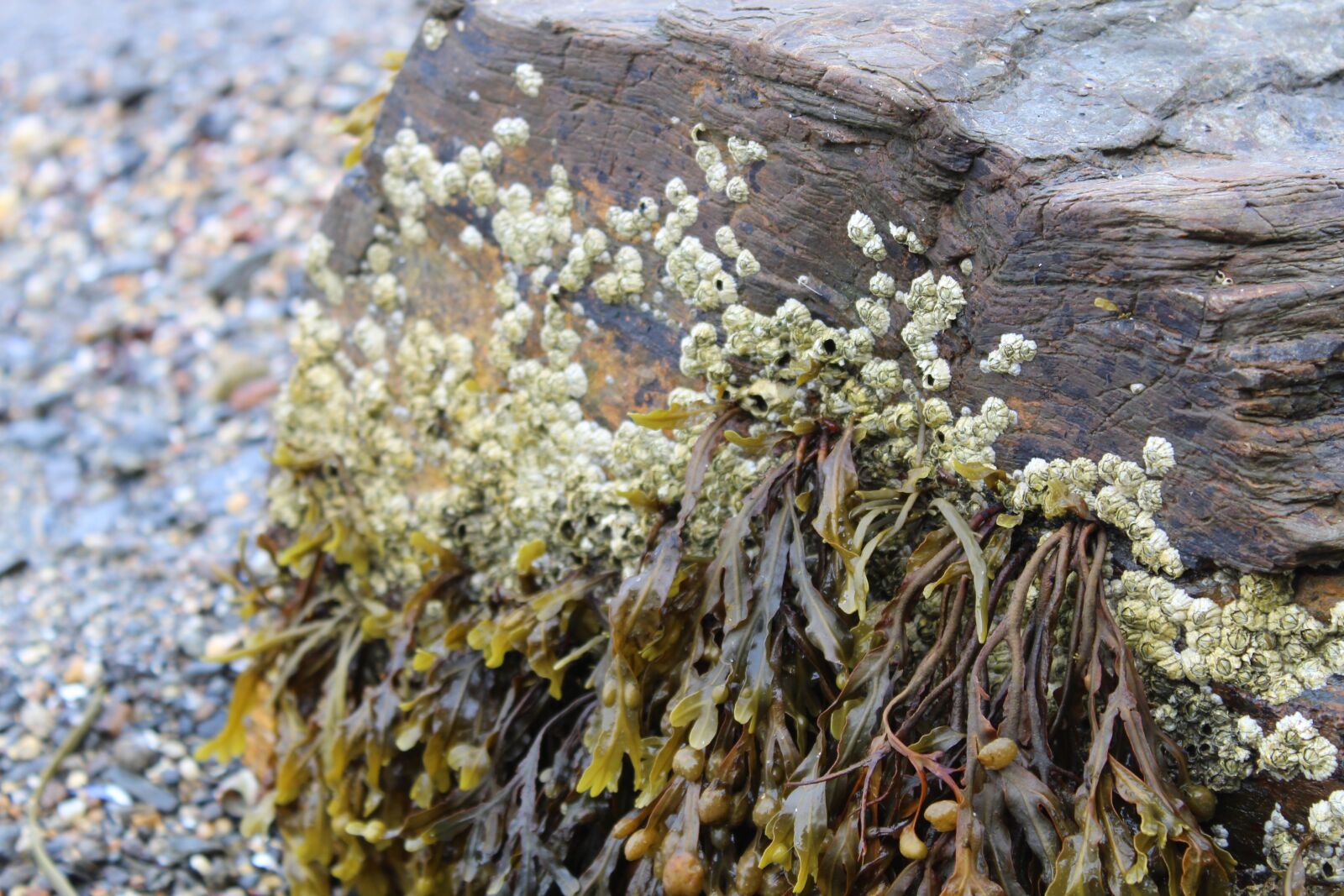 Canon EOS 1300D (EOS Rebel T6 / EOS Kiss X80) sample photo. Rocks, seaweed, kelp photography
