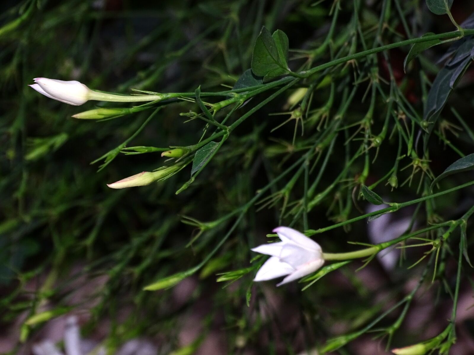 Sony Cyber-shot DSC-HX400V sample photo. Jasmine, flower, plant photography