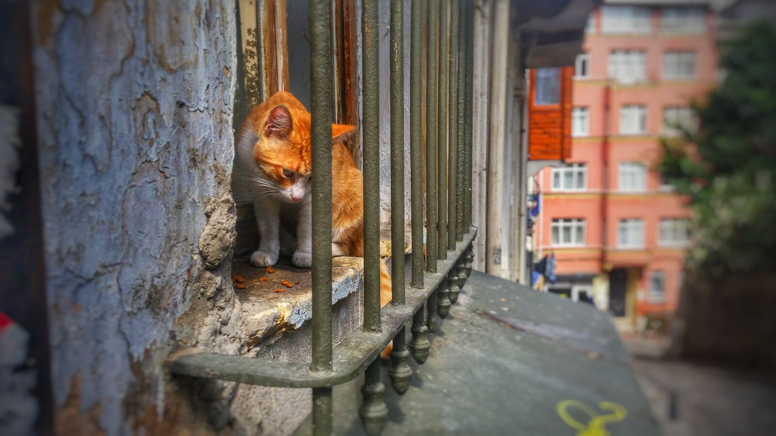 Samsung Galaxy S5 sample photo. Cat, window, house photography