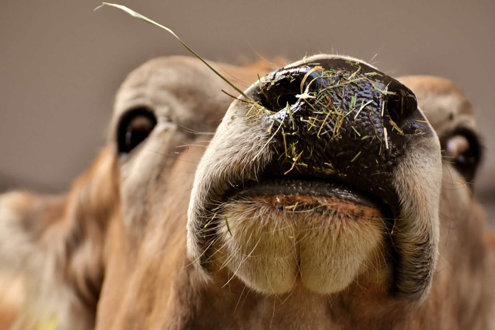 Nikon D7200 sample photo. Cow, beef, snout photography