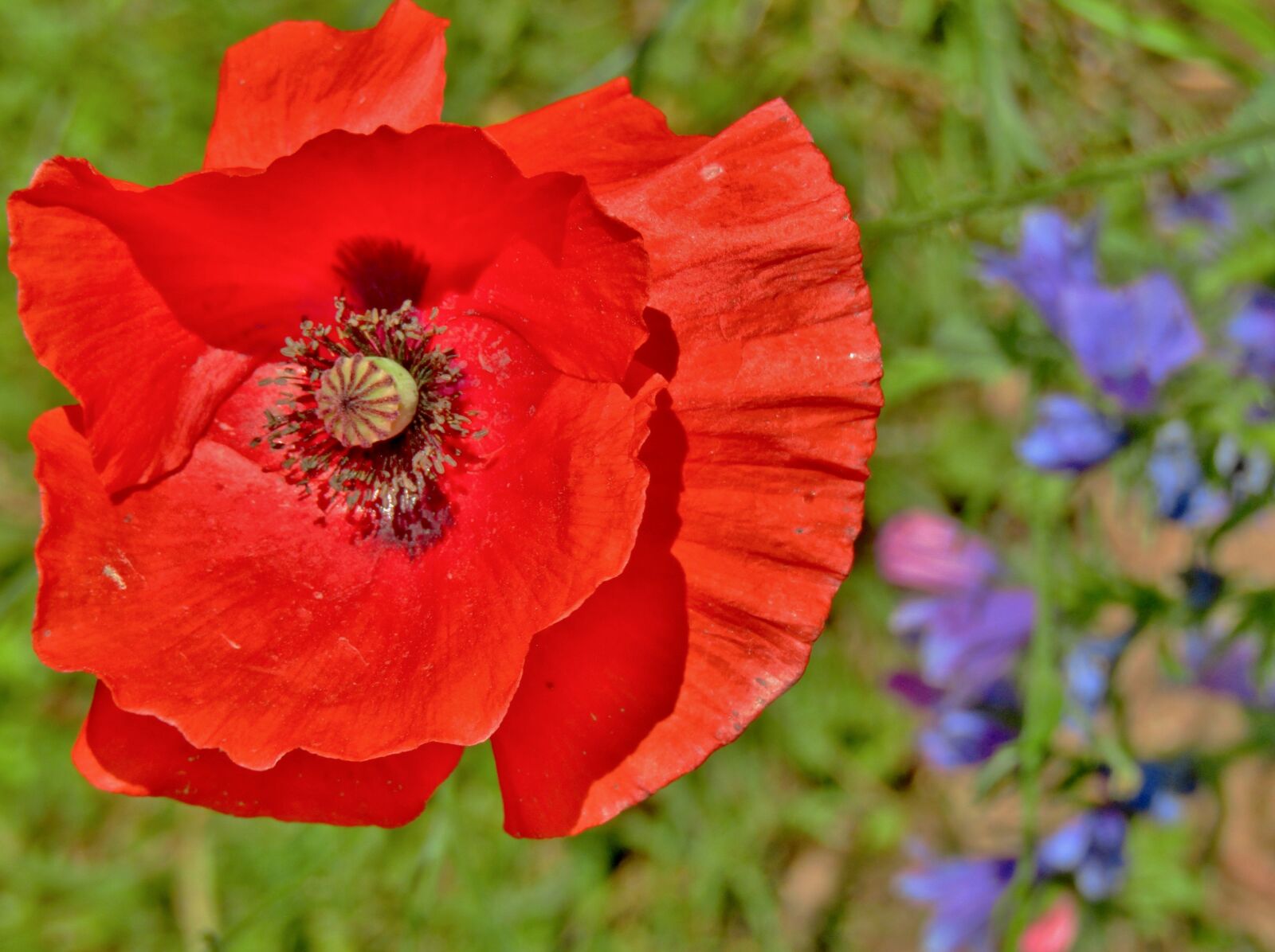 Canon POWERSHOT SX432 IS sample photo. Poppy, red flower, flower photography