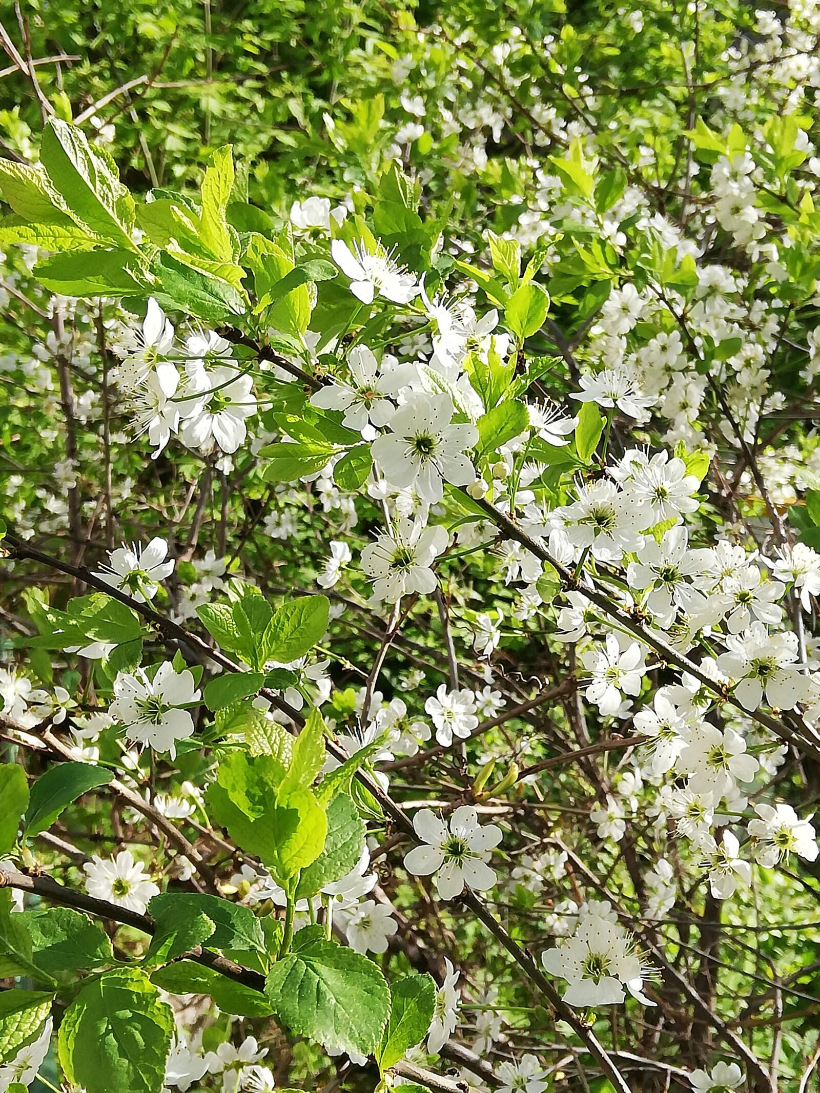 HUAWEI P20 lite sample photo. Blooms, cherry, sunny photography