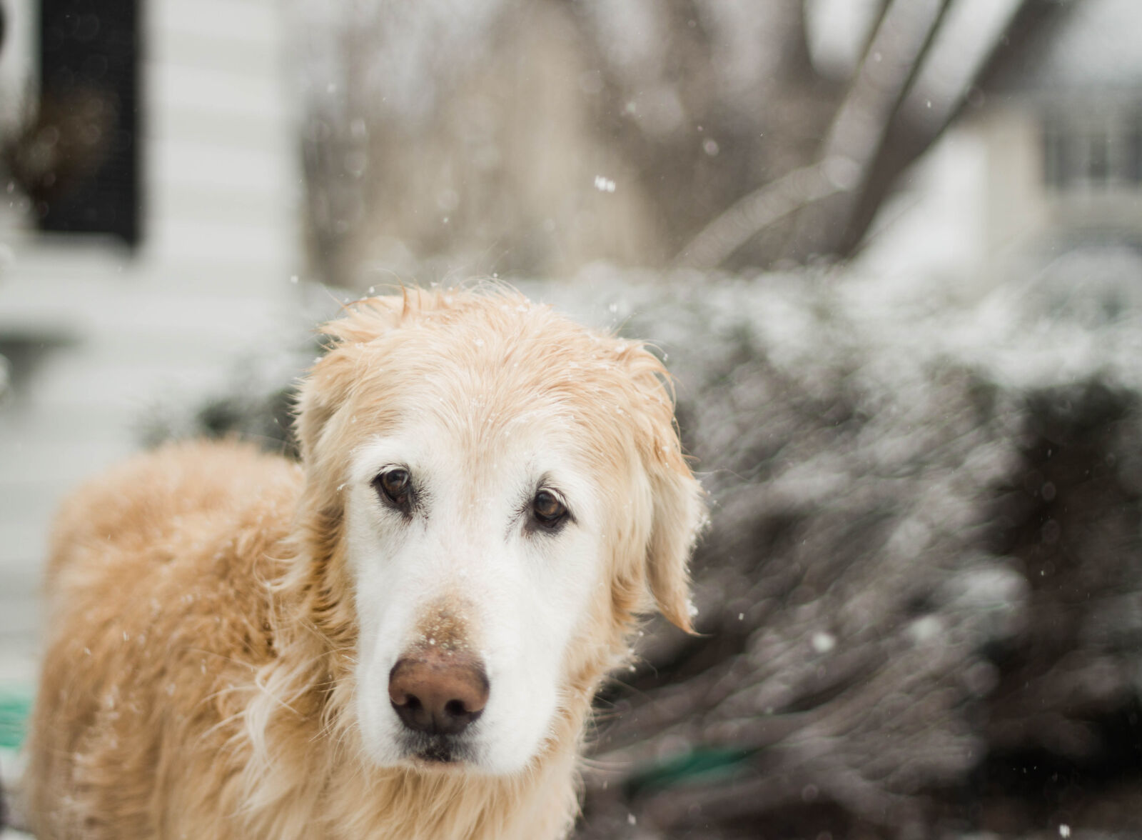 Canon EOS 550D (EOS Rebel T2i / EOS Kiss X4) sample photo. Animal, blur, canine, close photography