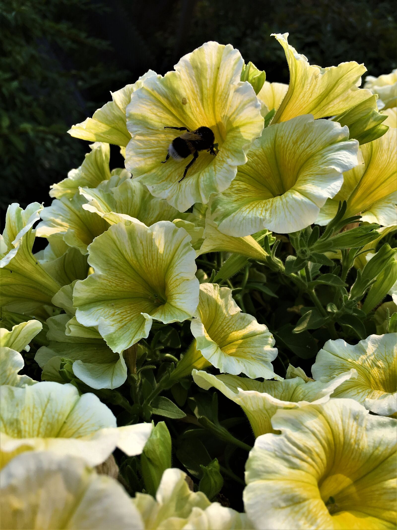 Apple iPhone 6s sample photo. Flowers, yellow, mini petunias photography
