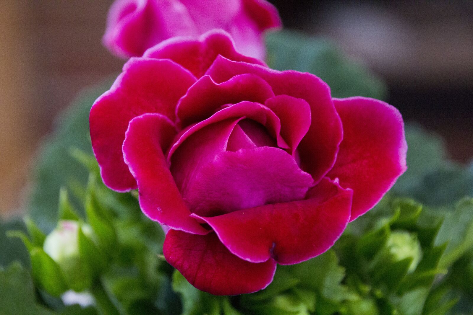 Canon EOS 60D sample photo. Kalanchoe, flower, nature photography