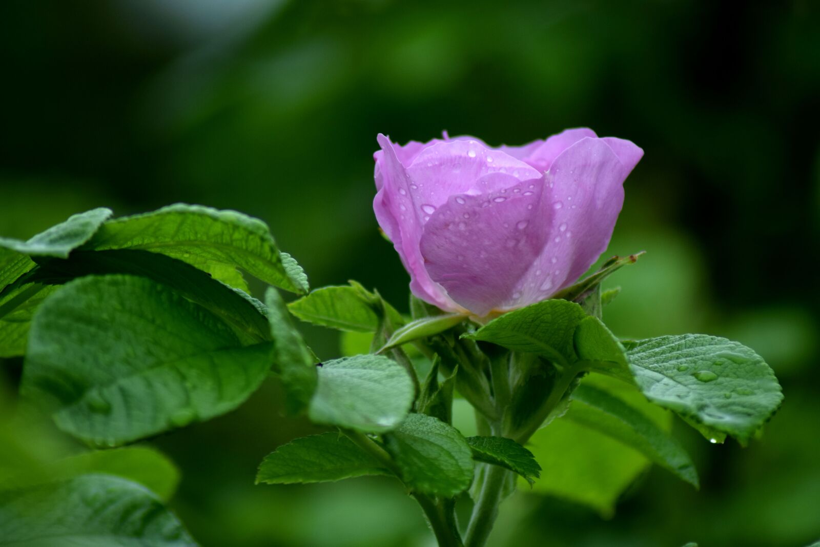 Nikon D3300 sample photo. Rose, violet, purple photography