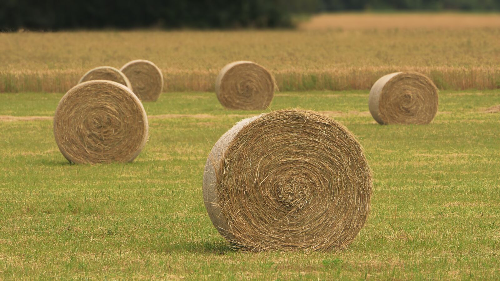 Panasonic Lumix DMC-FZ2500 (Lumix DMC-FZ2000) sample photo. Field, wheel, hay photography