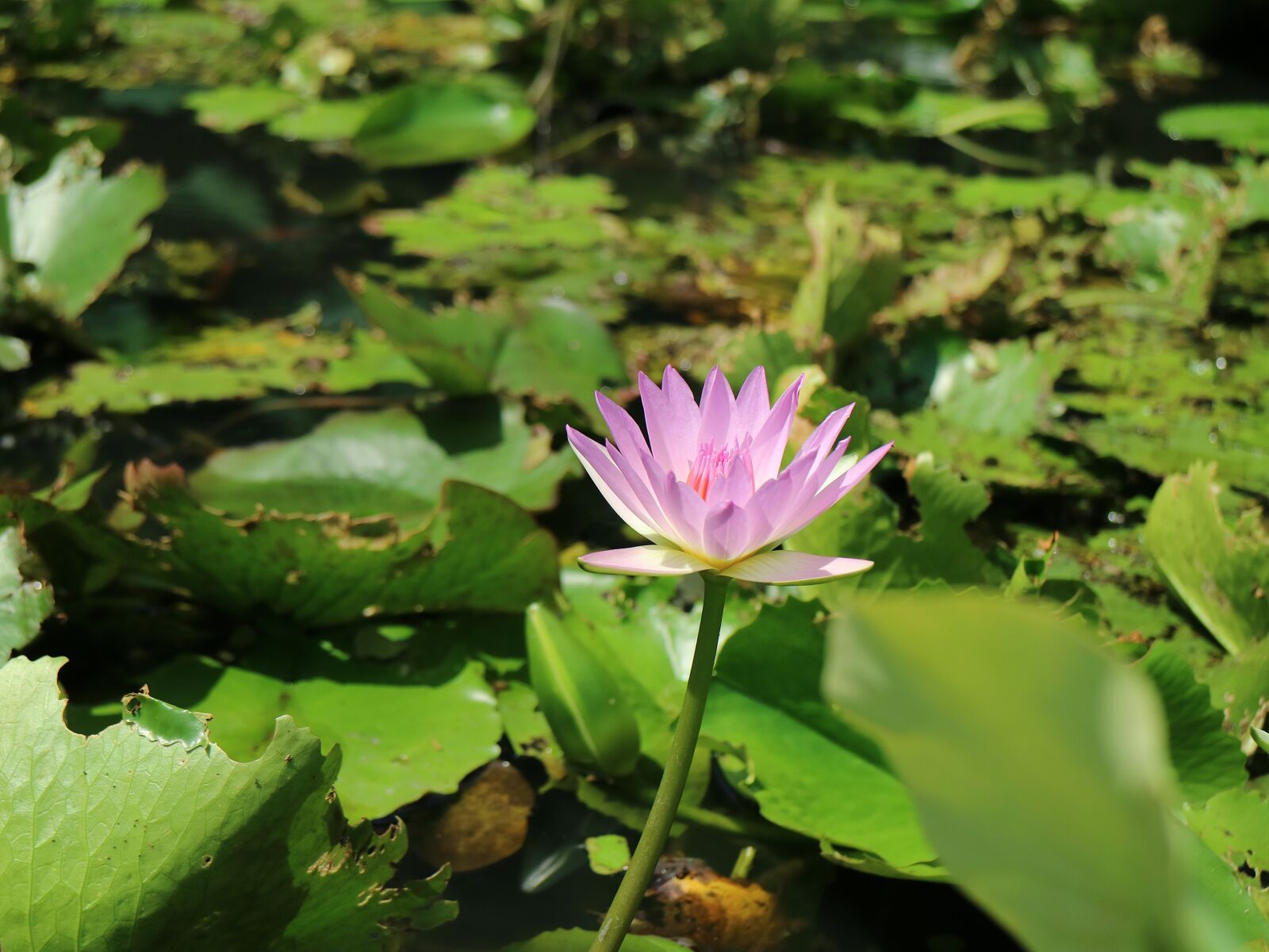 Canon EOS M3 sample photo. Lotus, flowering, lotus pond photography