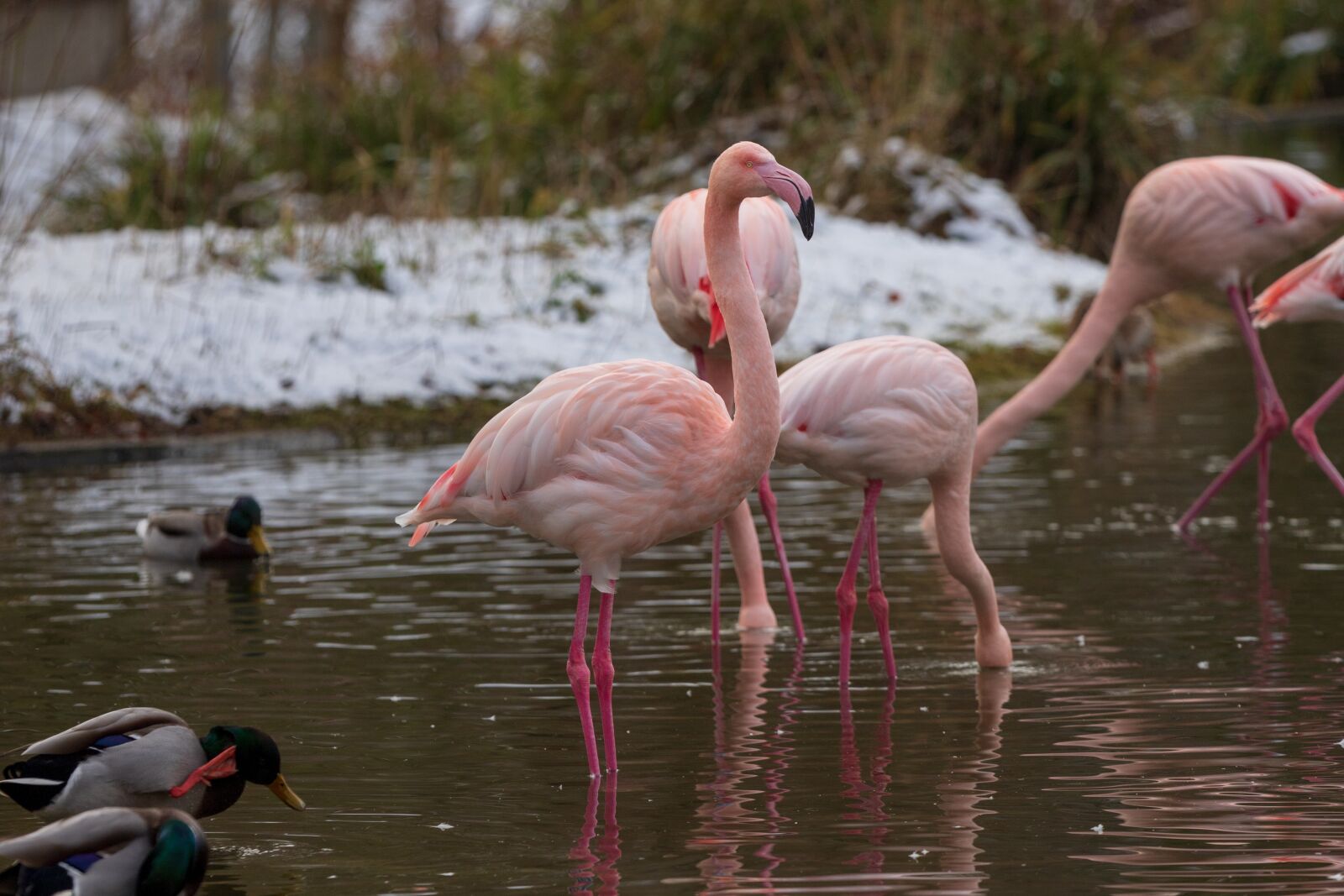 Canon EOS 6D Mark II sample photo. Flamingos, birds, nature photography