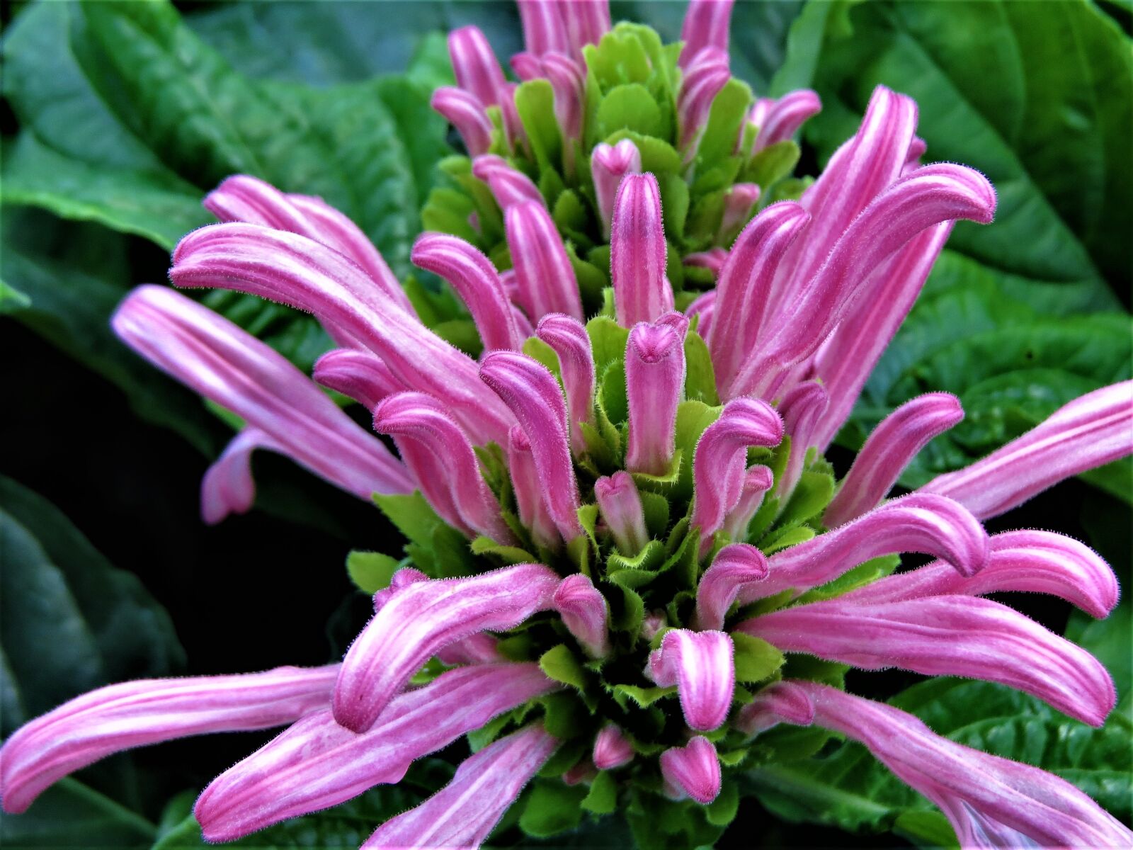 Canon PowerShot SX50 HS sample photo. Flower, pink, purple photography