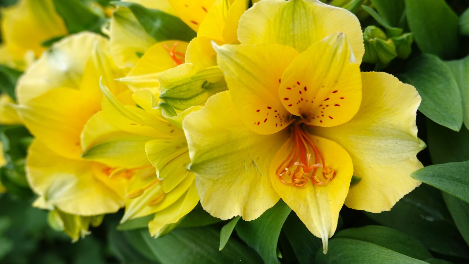 Sony Cyber-shot DSC-RX100 VI sample photo. Alstroemeria colorita, flower, yellow photography