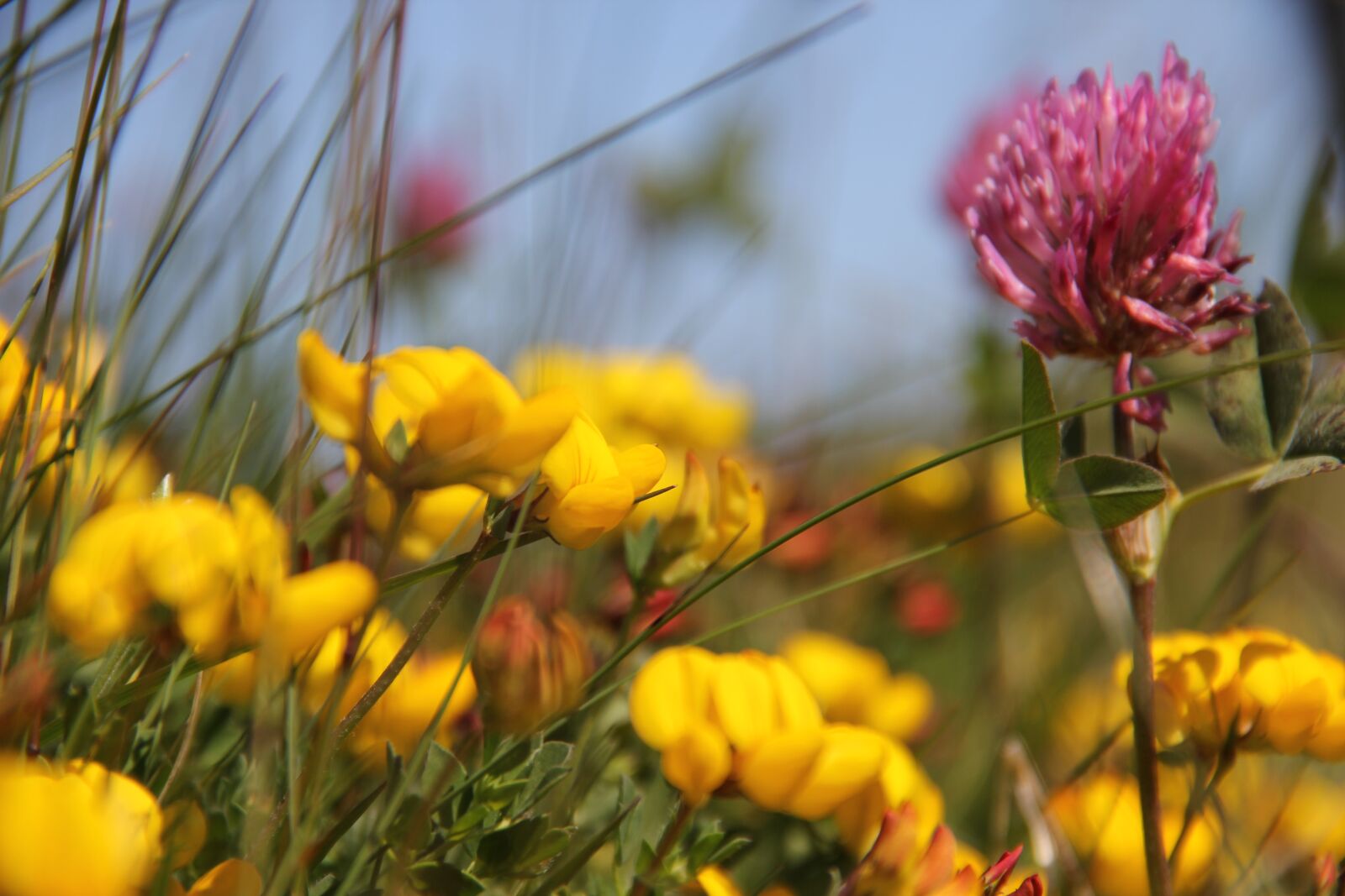 Canon EOS 60D sample photo. Flowers, wild, norway photography