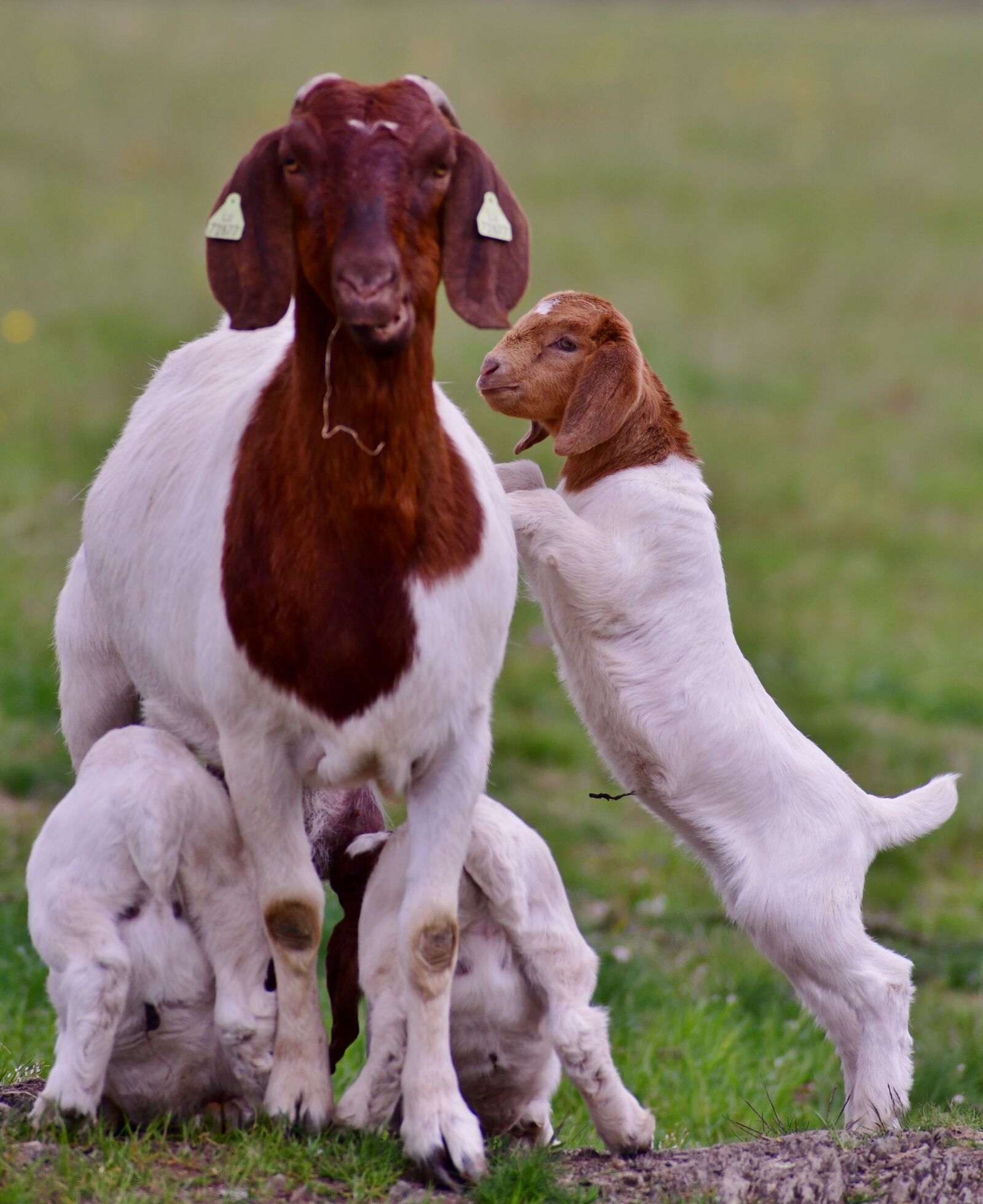 Nikon D500 sample photo. Goat, kids, goats photography