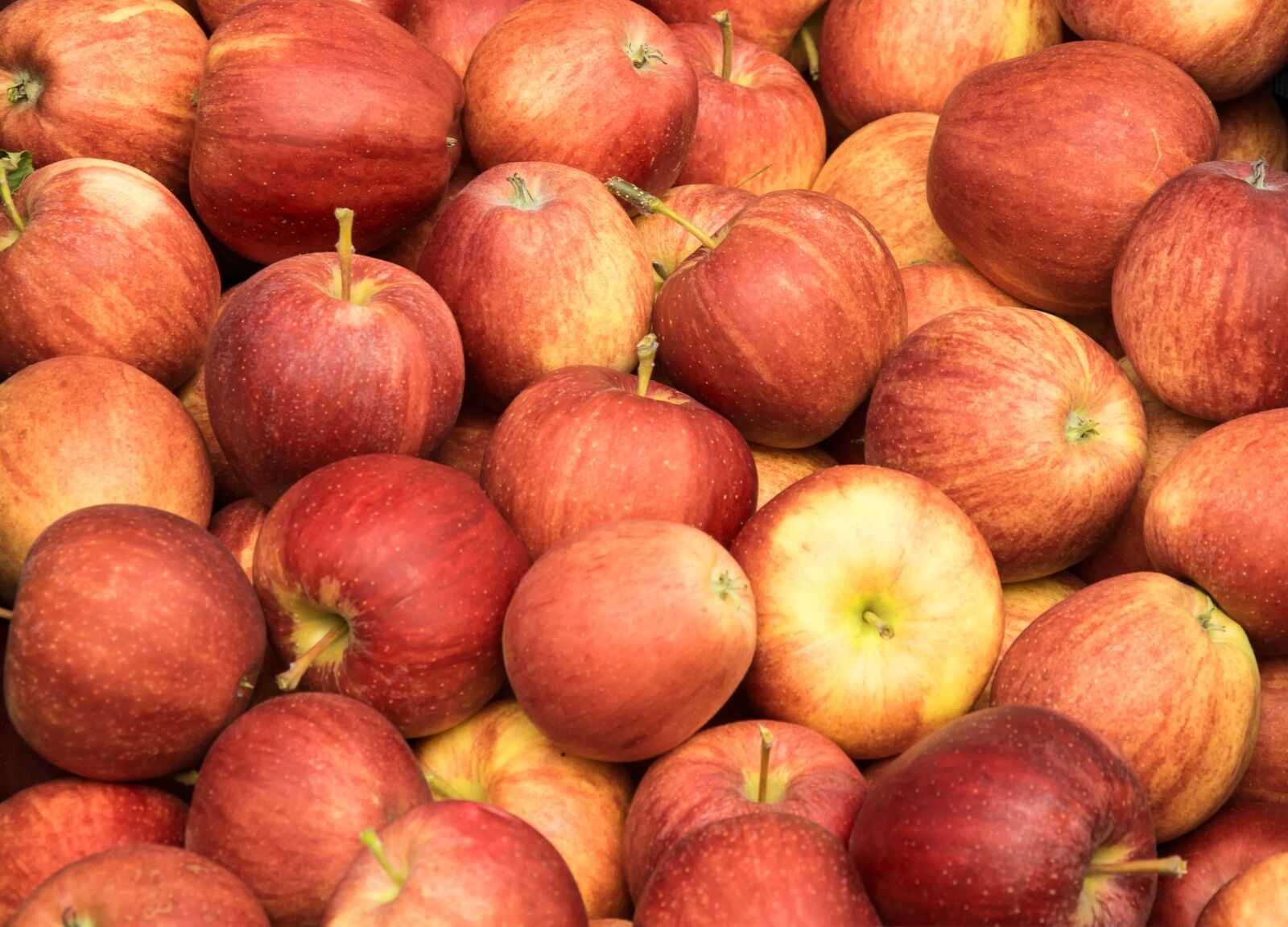Nikon D3300 sample photo. Apple, red, fruit photography