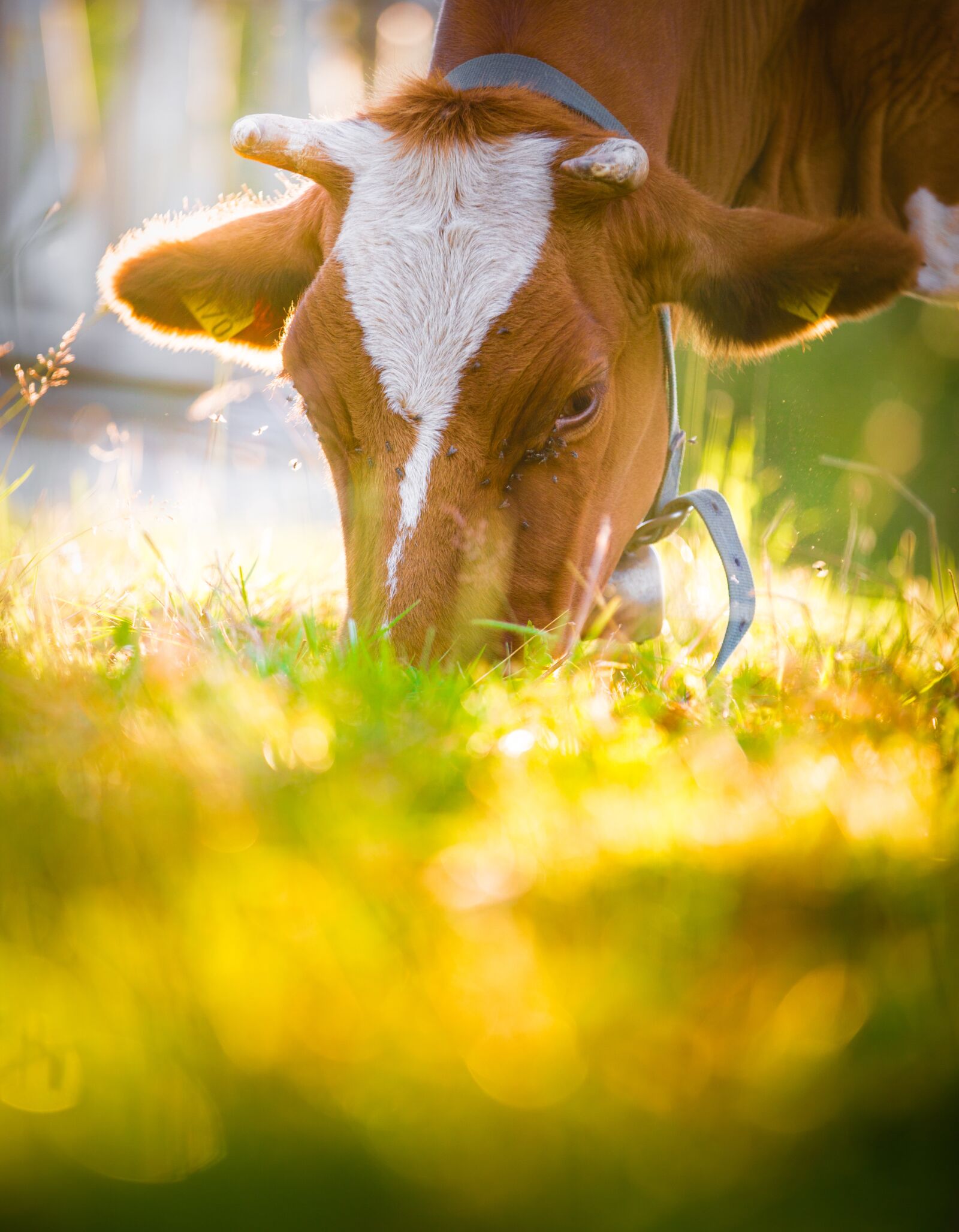 Canon EF 70-200mm F2.8L IS II USM sample photo. Animal, cow, outdoors photography