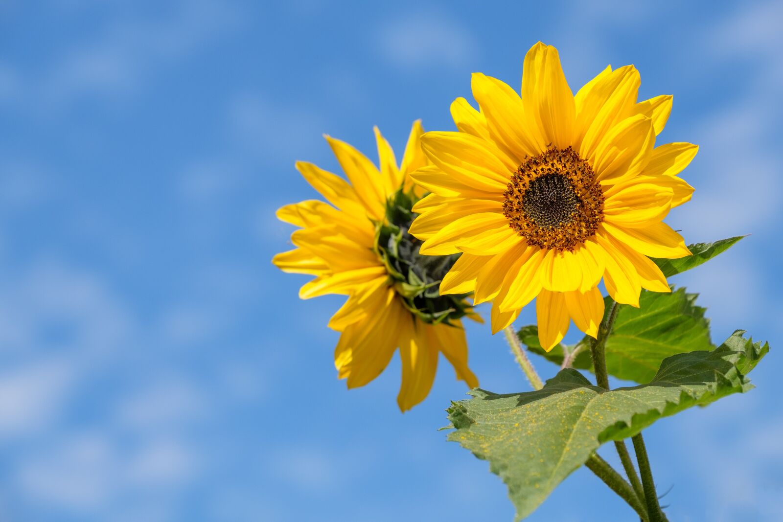 Fujifilm X-T2 + Fujifilm XF 50-140mm F2.8 R LM OIS WR sample photo. Sunflower, flower, summer photography