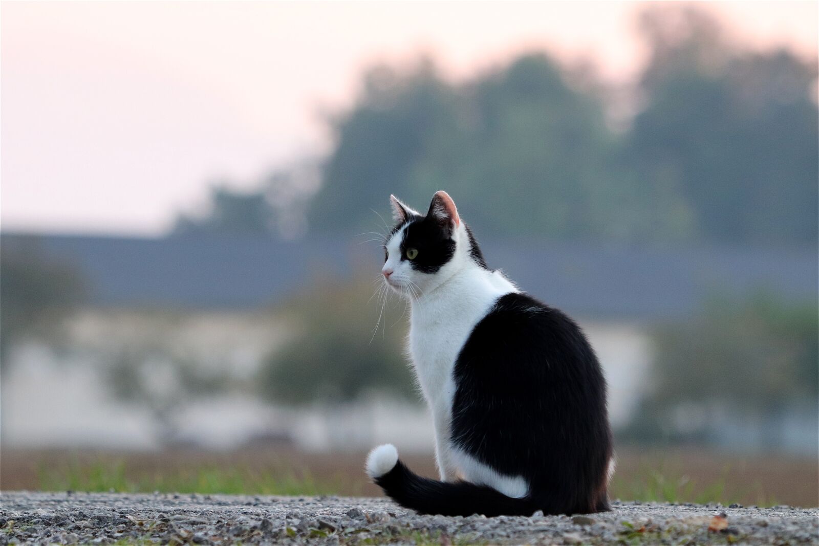 Canon EF 70-300 F4-5.6 IS II USM sample photo. Cat, pet, portrait photography