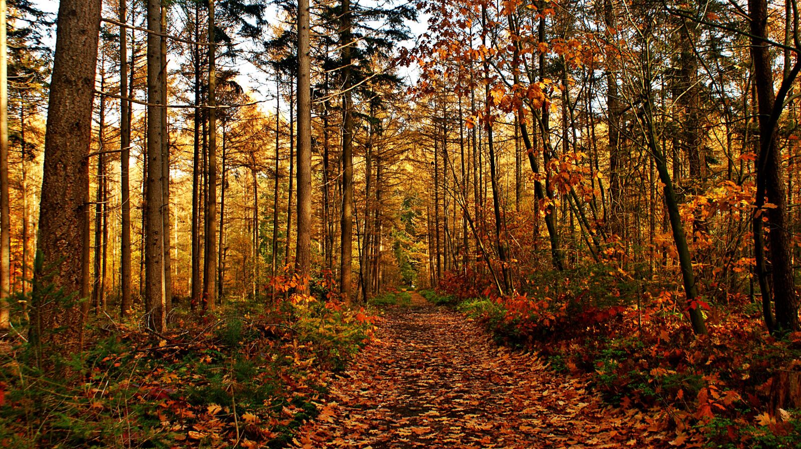 Sony Alpha DSLR-A350 sample photo. Morning, forest, autumn photography