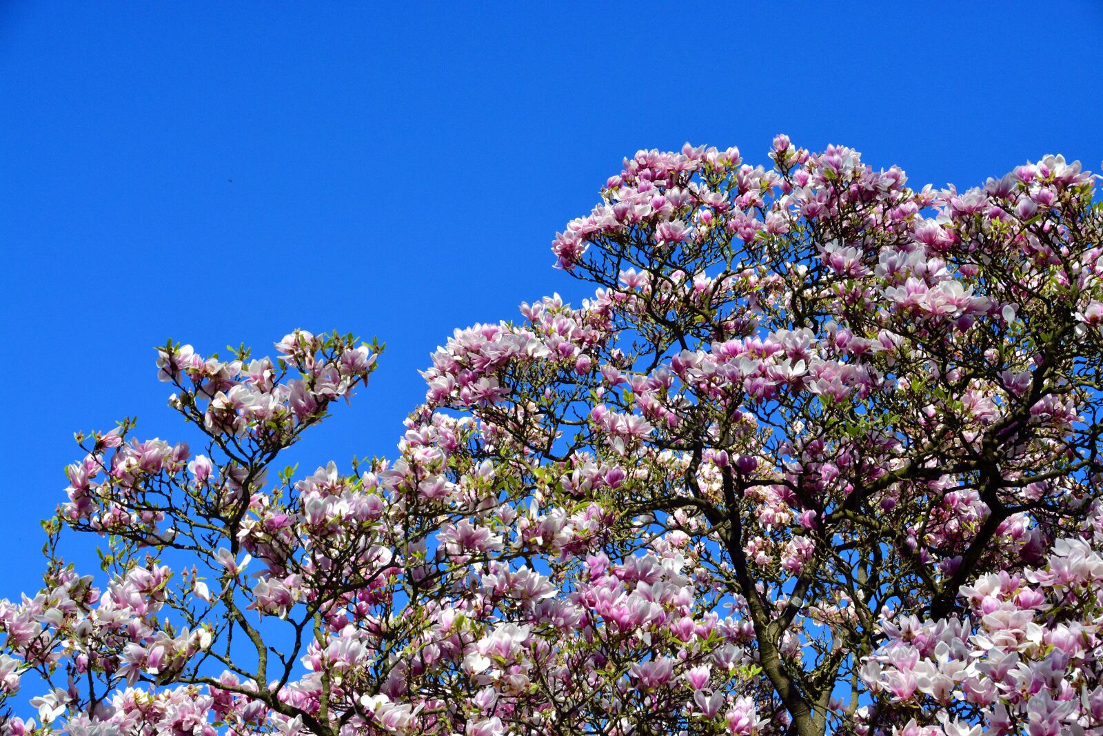 Nikon D5200 sample photo. Tulip tree, blossom, bloom photography