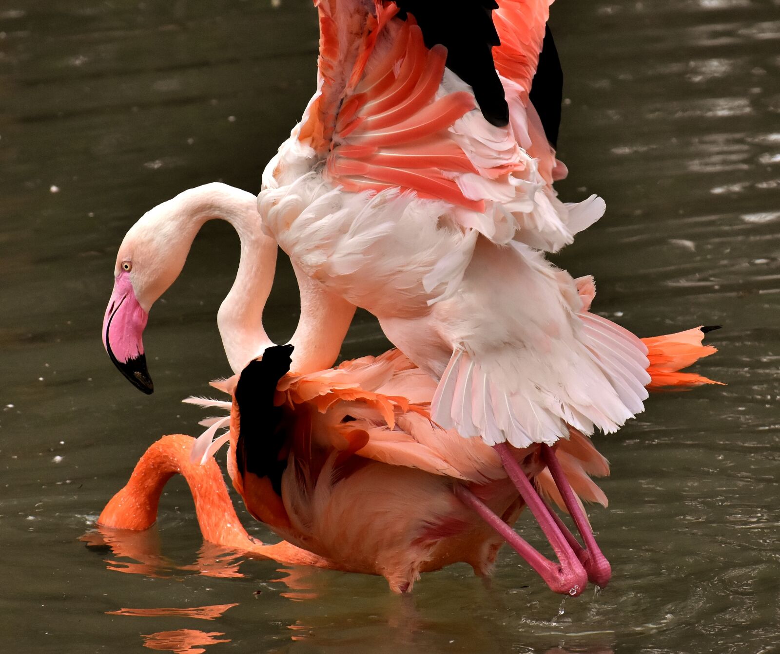 Nikon D7200 sample photo. Flamingo, bird, pairing photography