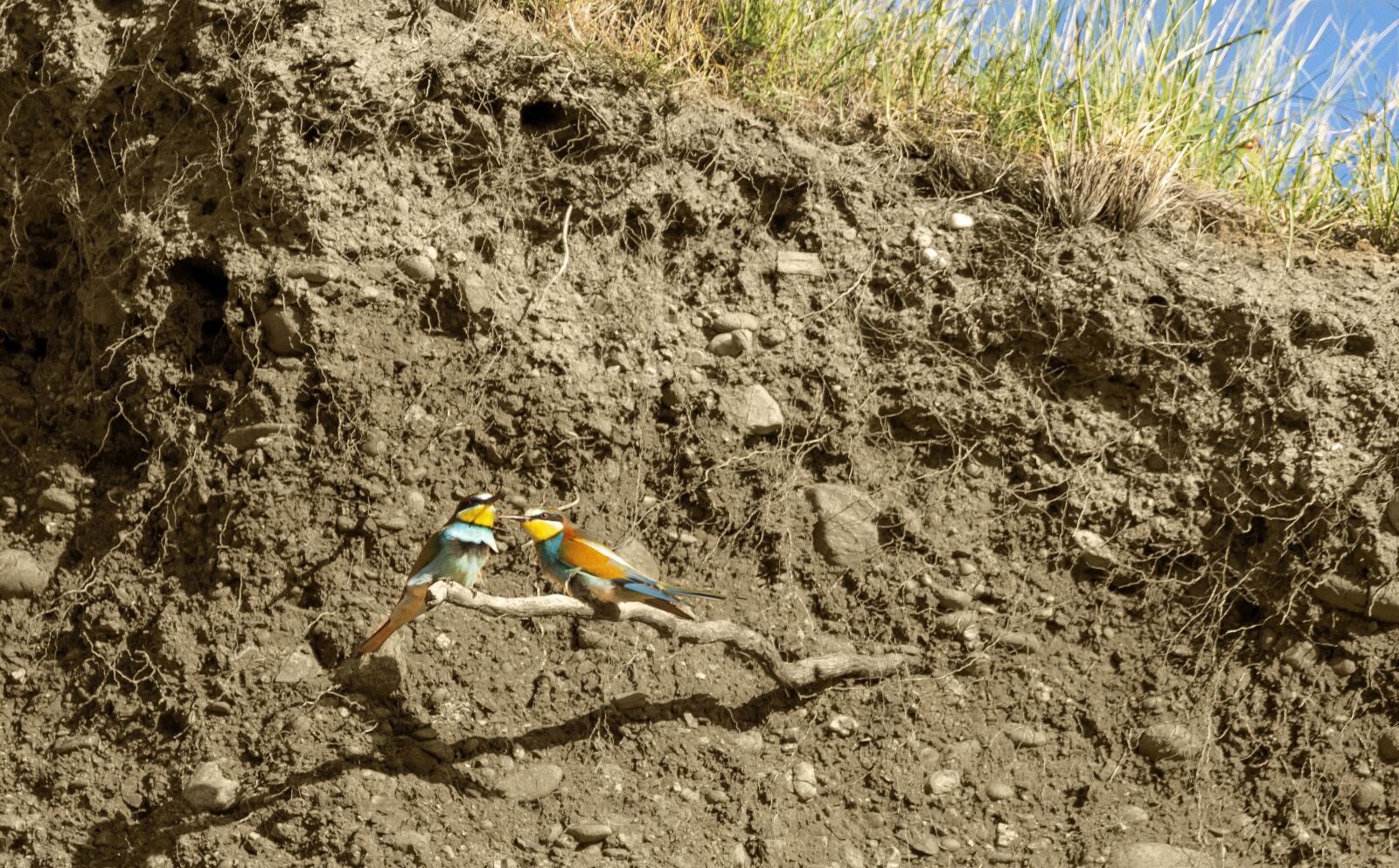Nikon D7200 sample photo. Bird, nature, bee-eater photography