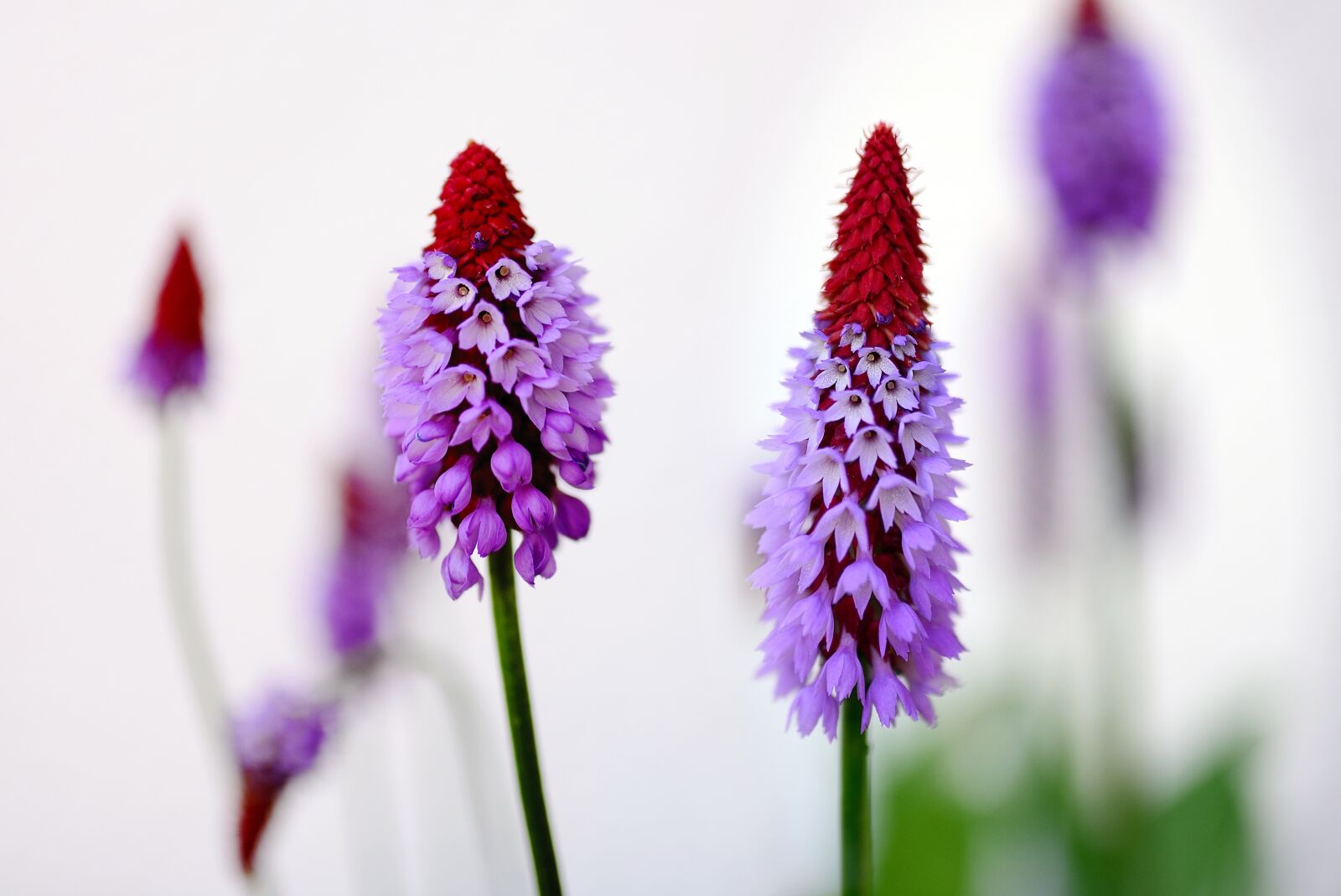 Nikon D610 sample photo. Orchid primrose, primula vialii photography