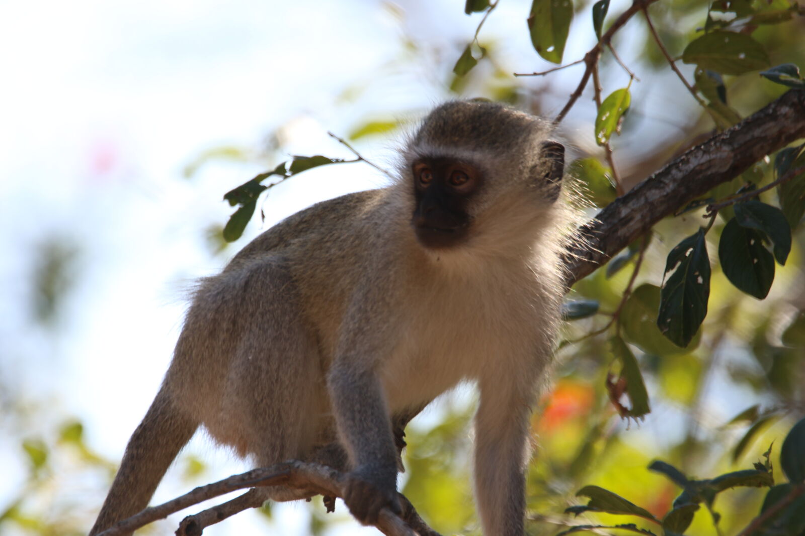 Canon EOS 7D Mark II sample photo. Animal, climb, dangerous, monkey photography