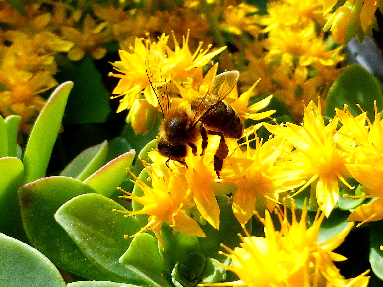 Panasonic Lumix DMC-ZS25 (Lumix DMC-TZ35) sample photo. Insect, bee, honey photography