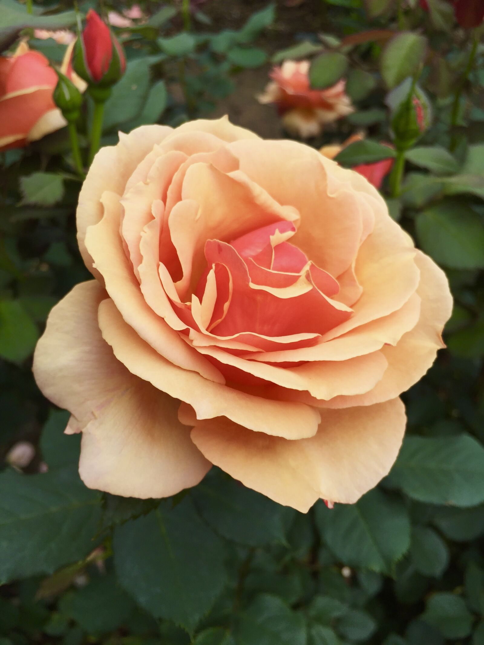 iPhone 6 back camera 4.15mm f/2.2 sample photo. Rose, garden, nature photography