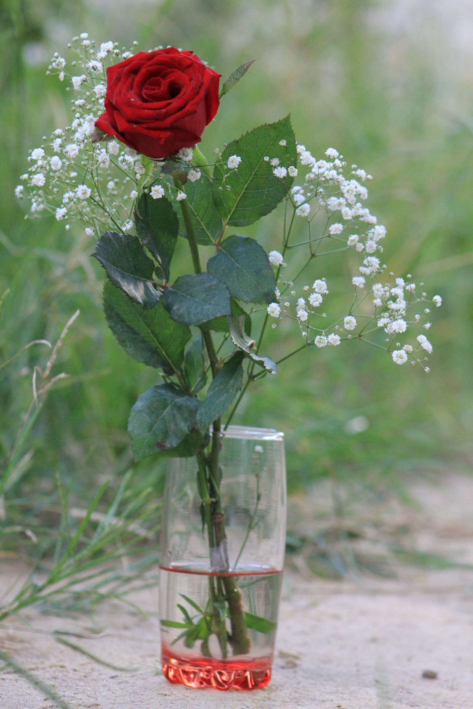 Canon EF75-300mm f/4-5.6 sample photo. Flower, rosa, flowers photography