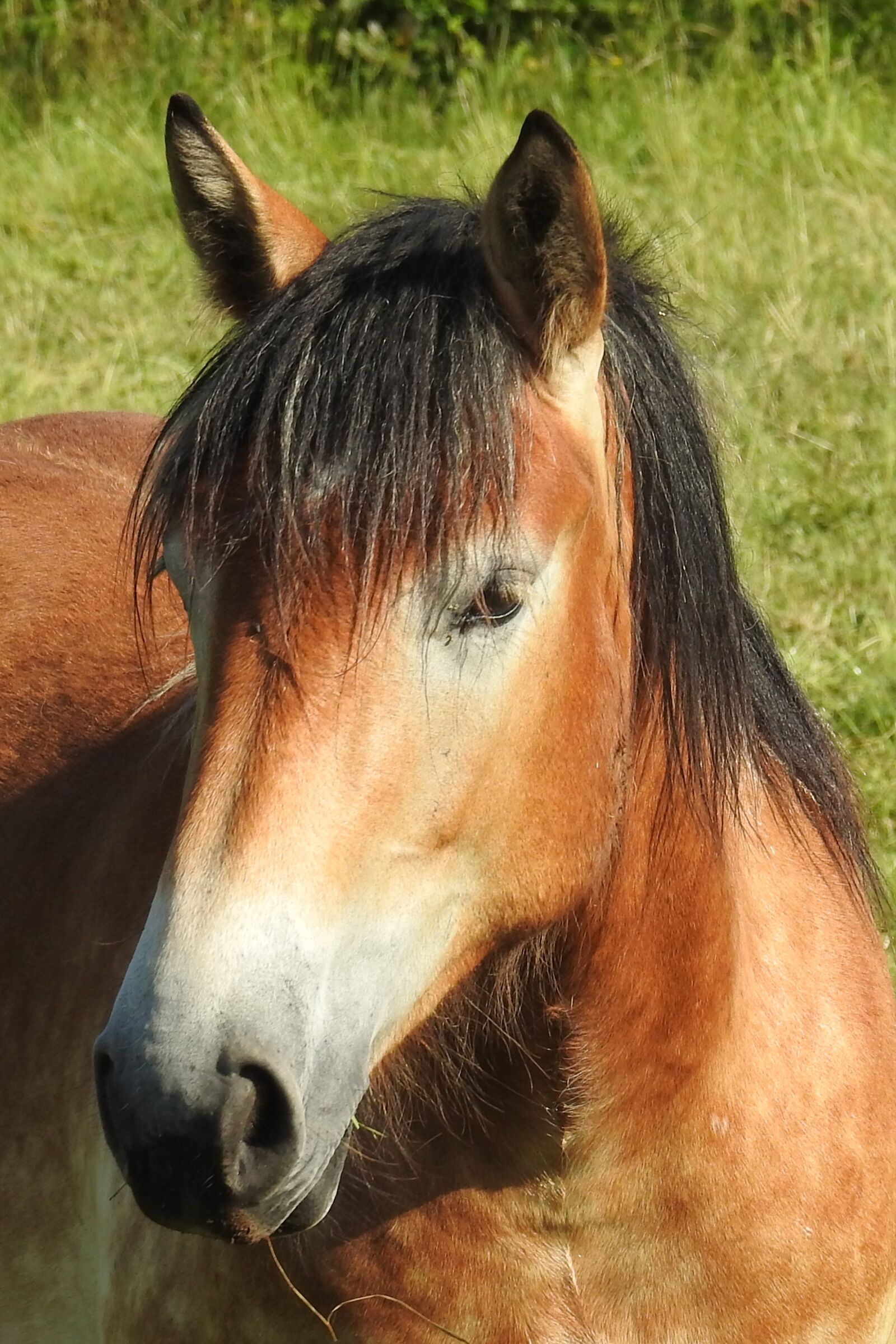 Nikon Coolpix P900 sample photo. Horse, cold blooded animals photography