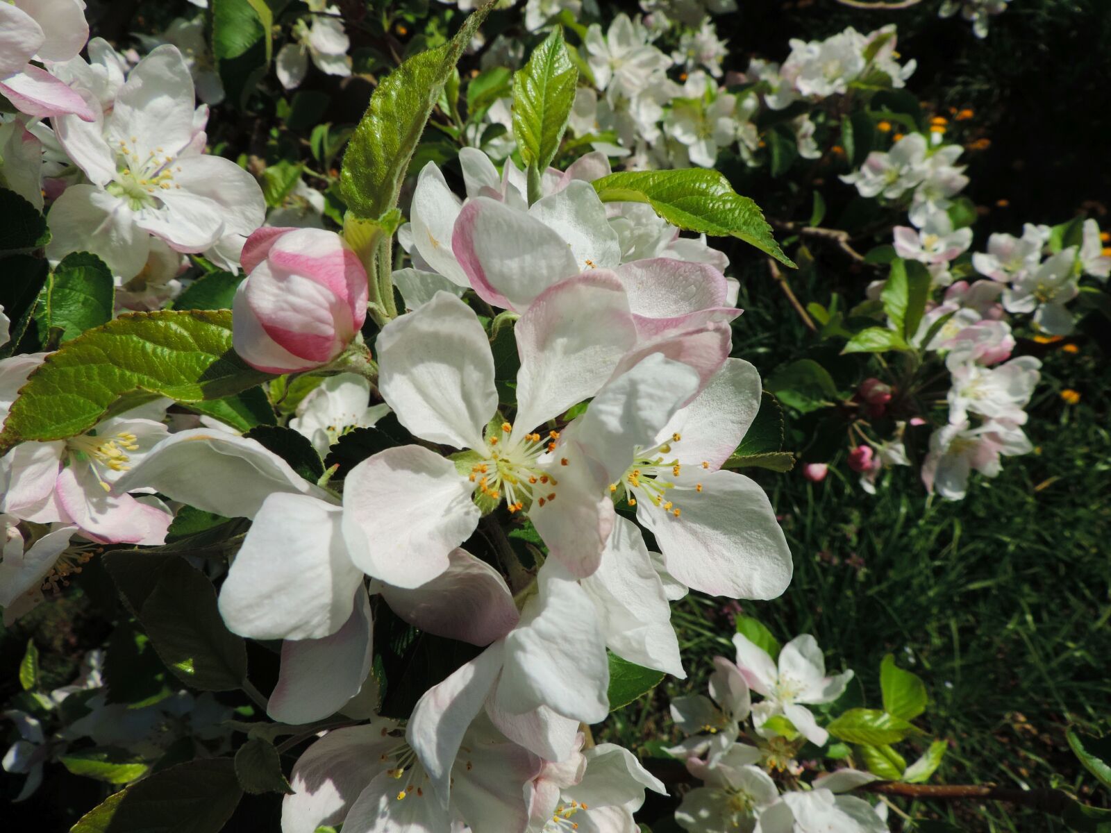 Nikon Coolpix P520 sample photo. Apple blossom, south tyrol photography