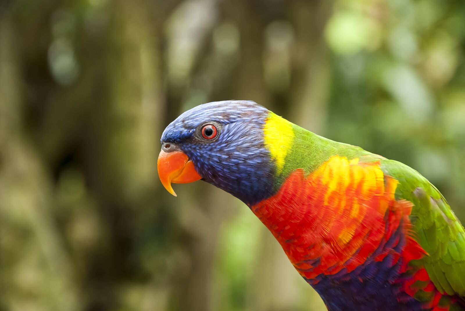 Nikon D80 sample photo. Bird, lorikeet, parrot photography