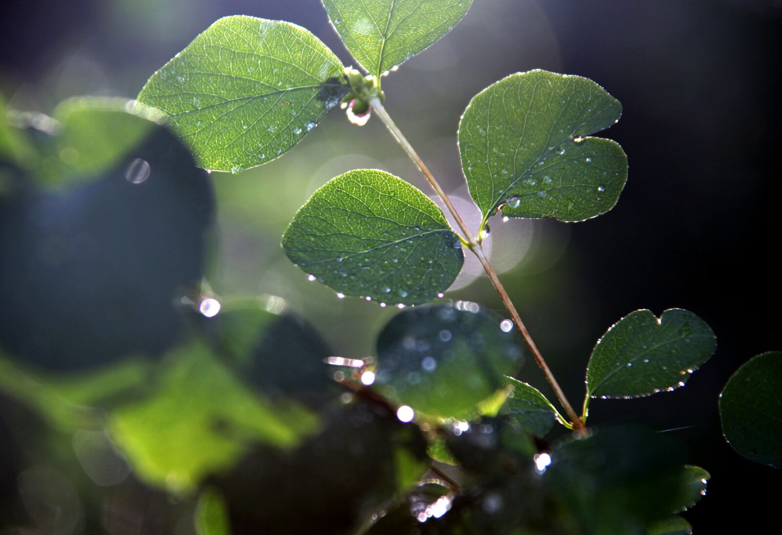 Canon EOS 5D Mark II sample photo. Tree, leaves, wet photography