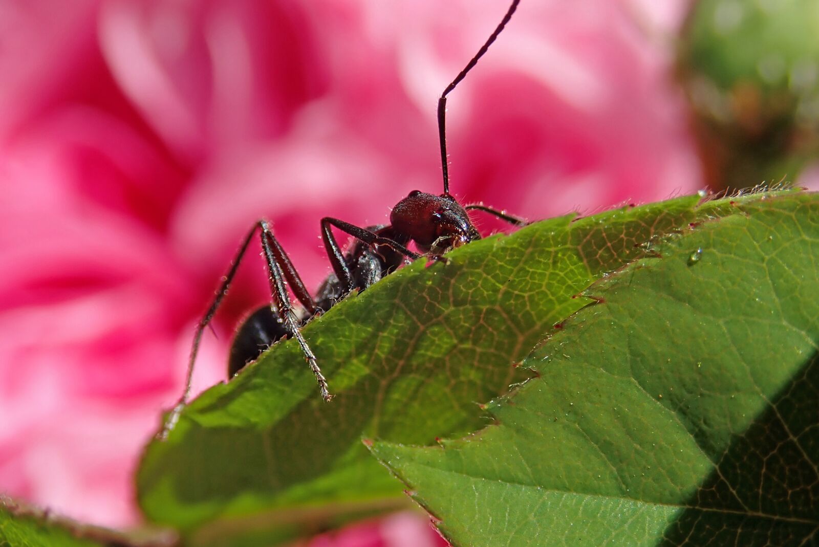 Olympus TG-5 sample photo. Ant, insect, rose photography