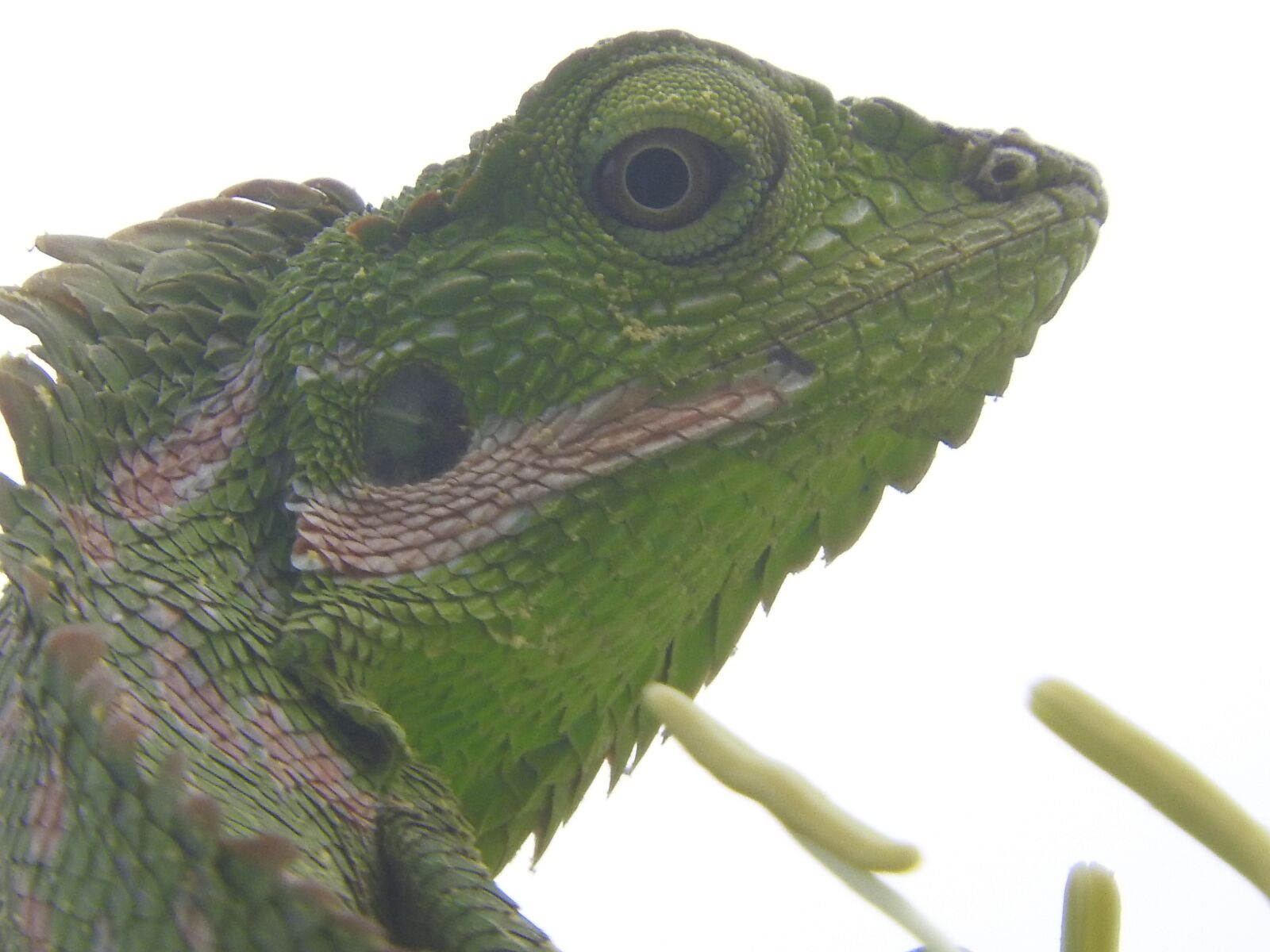 Nikon Coolpix P610 sample photo. Indonesian, chameleon, green photography