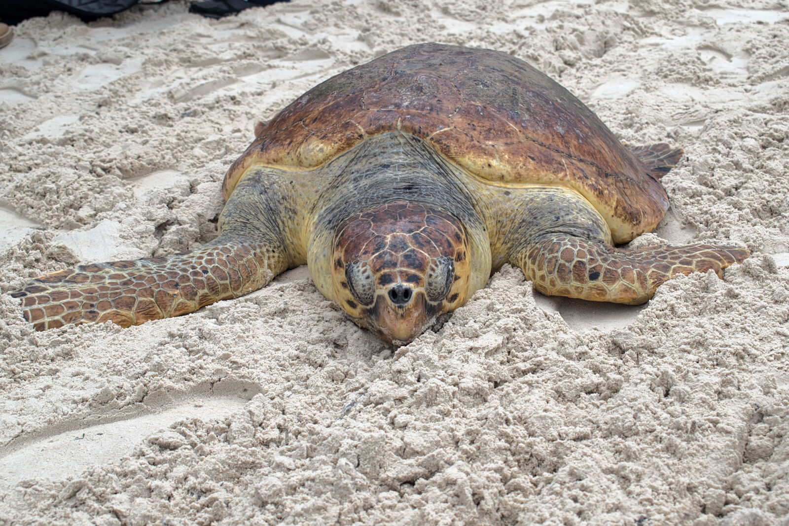 Nikon D5500 sample photo. Animal, animal, photography, beach photography