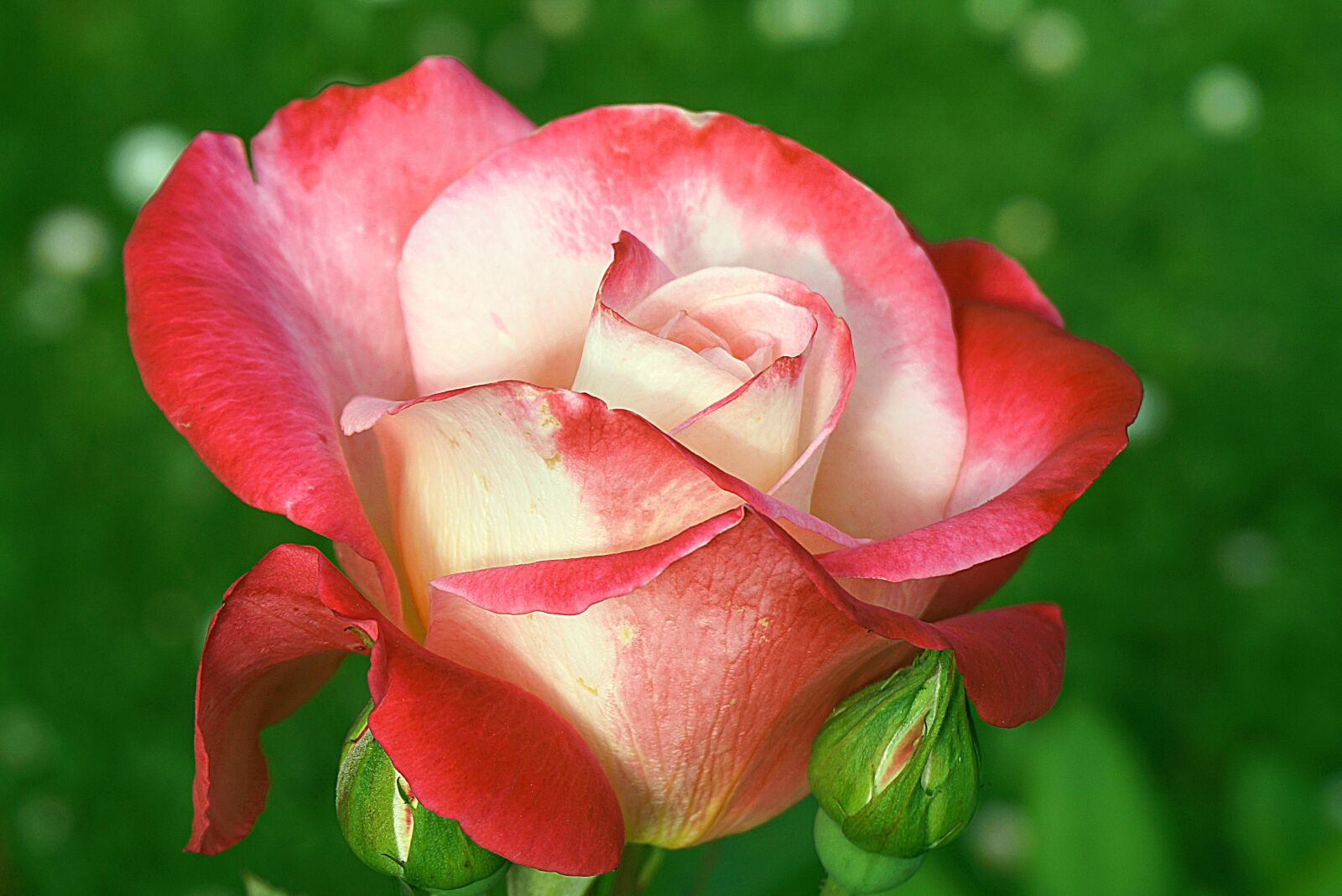 Sony a6000 sample photo. Rose red, flower, donuts photography
