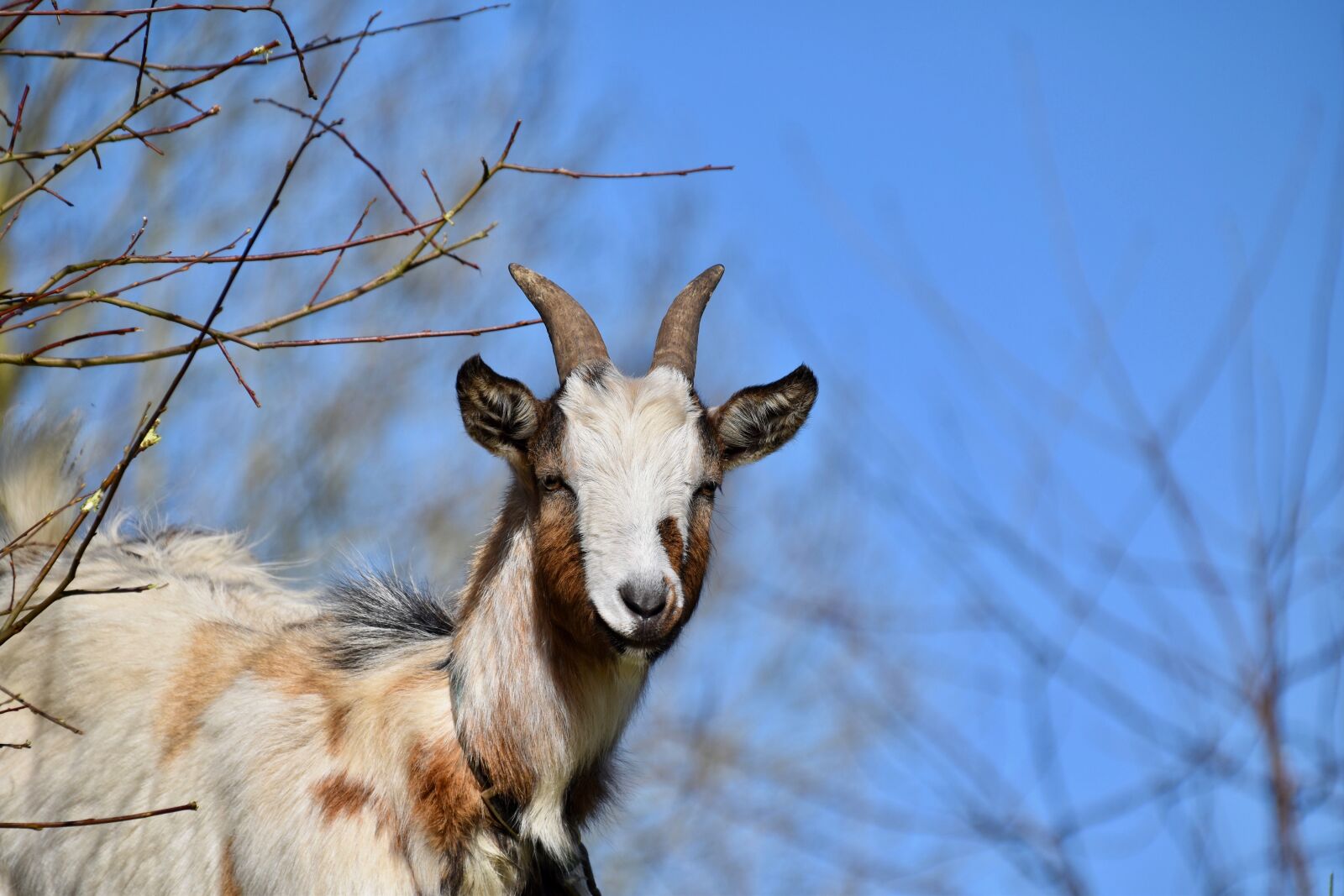 Nikon D5600 sample photo. Goat, herbivore, ruminant photography