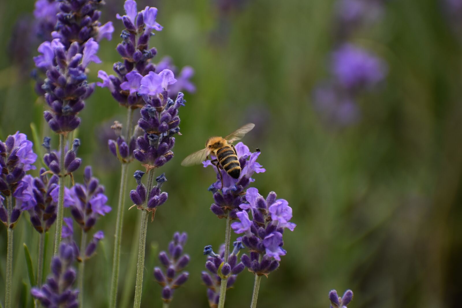 Nikon D3500 sample photo. Flowers, spring, flora photography