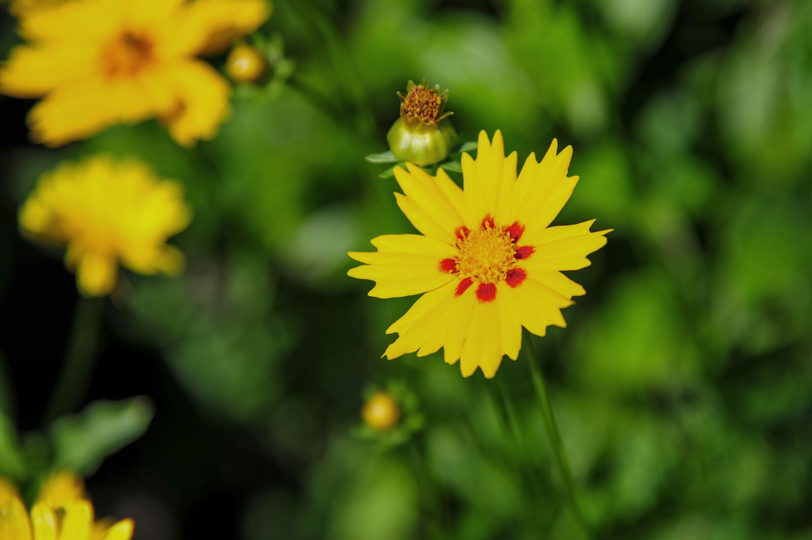 Nikon D700 sample photo. Mädchenauge, garden, flower photography