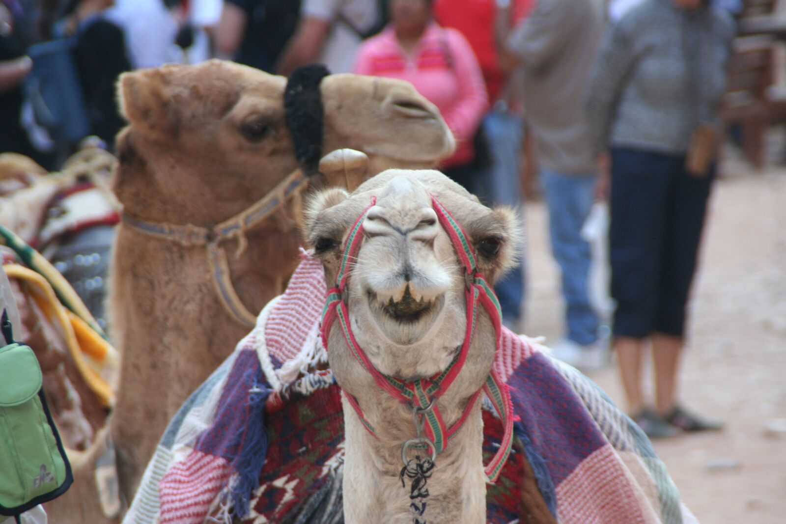 Canon EOS 350D (EOS Digital Rebel XT / EOS Kiss Digital N) sample photo. Camel, petra, smile photography