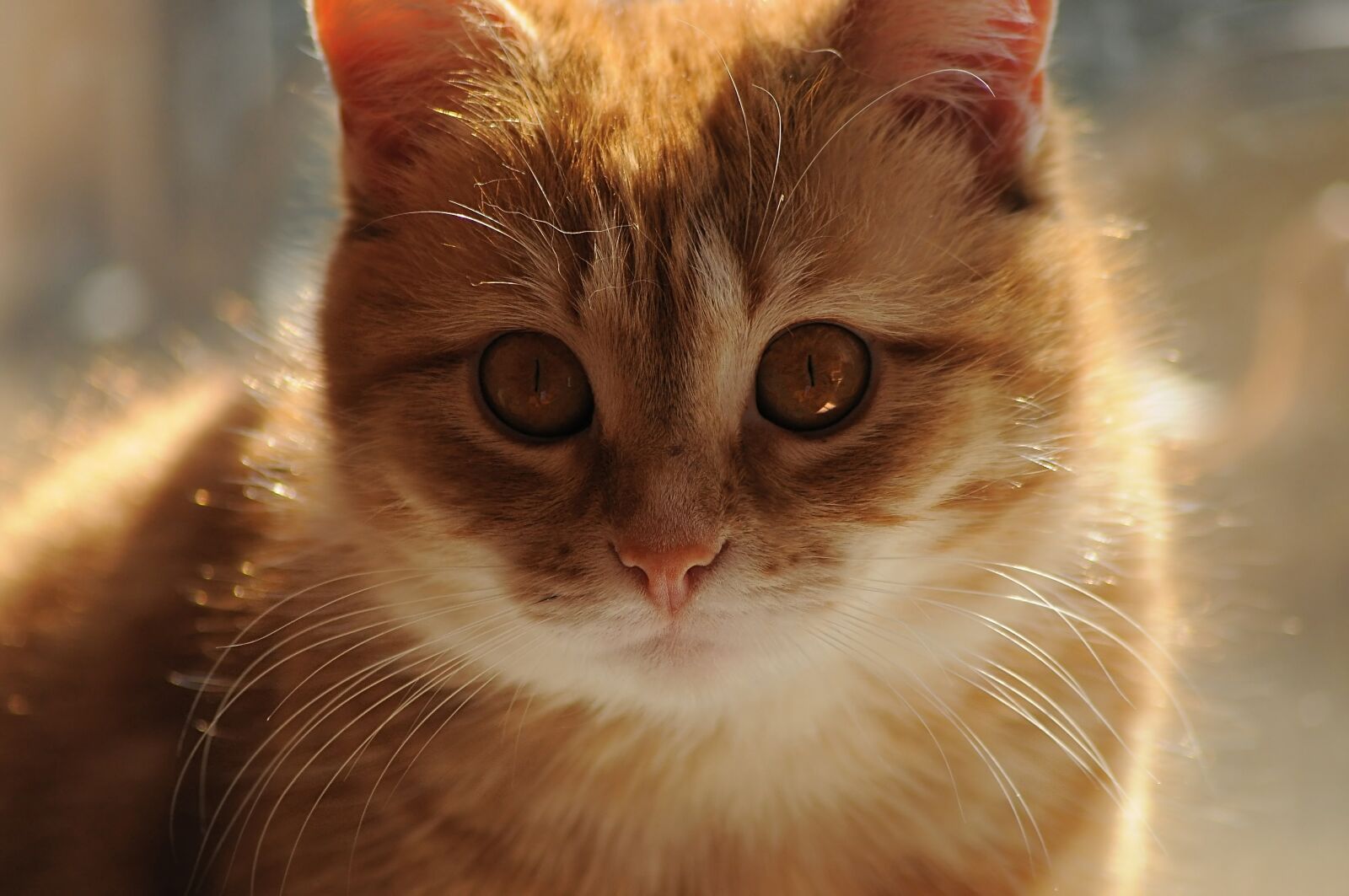 Nikon D90 sample photo. Cat, redhead, yellow photography