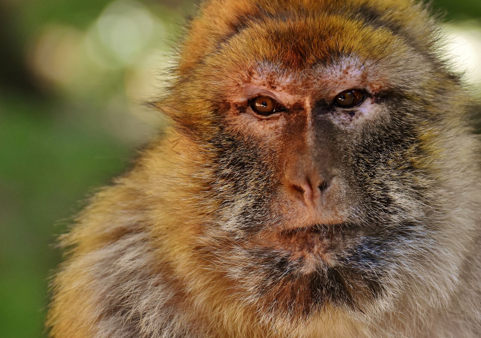 Nikon D7200 sample photo. Ape, barbary ape, endangered photography