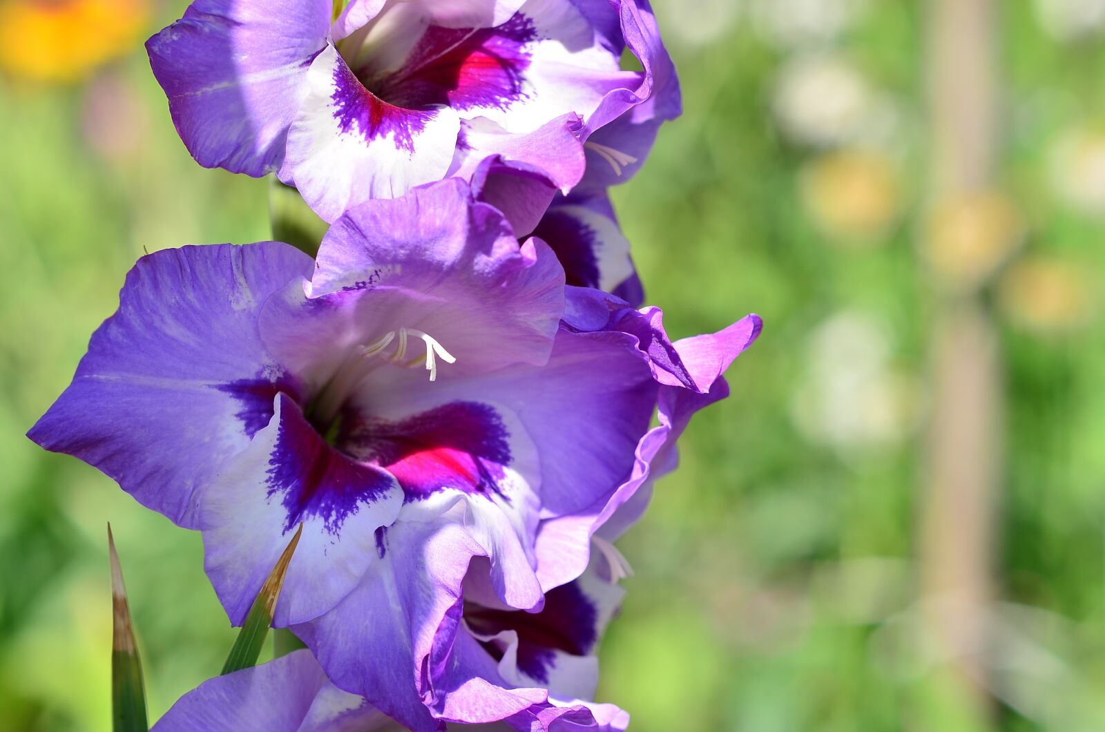 Nikon D5100 sample photo. Gladiolus, blue, dacha photography